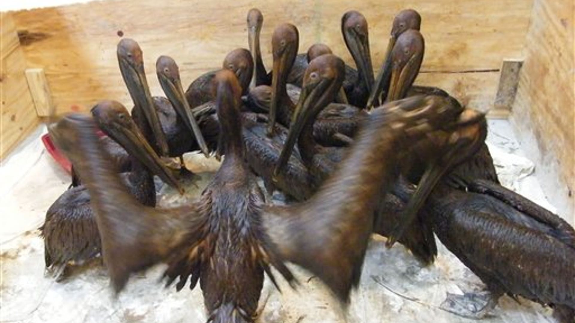 Brown_Pelicans