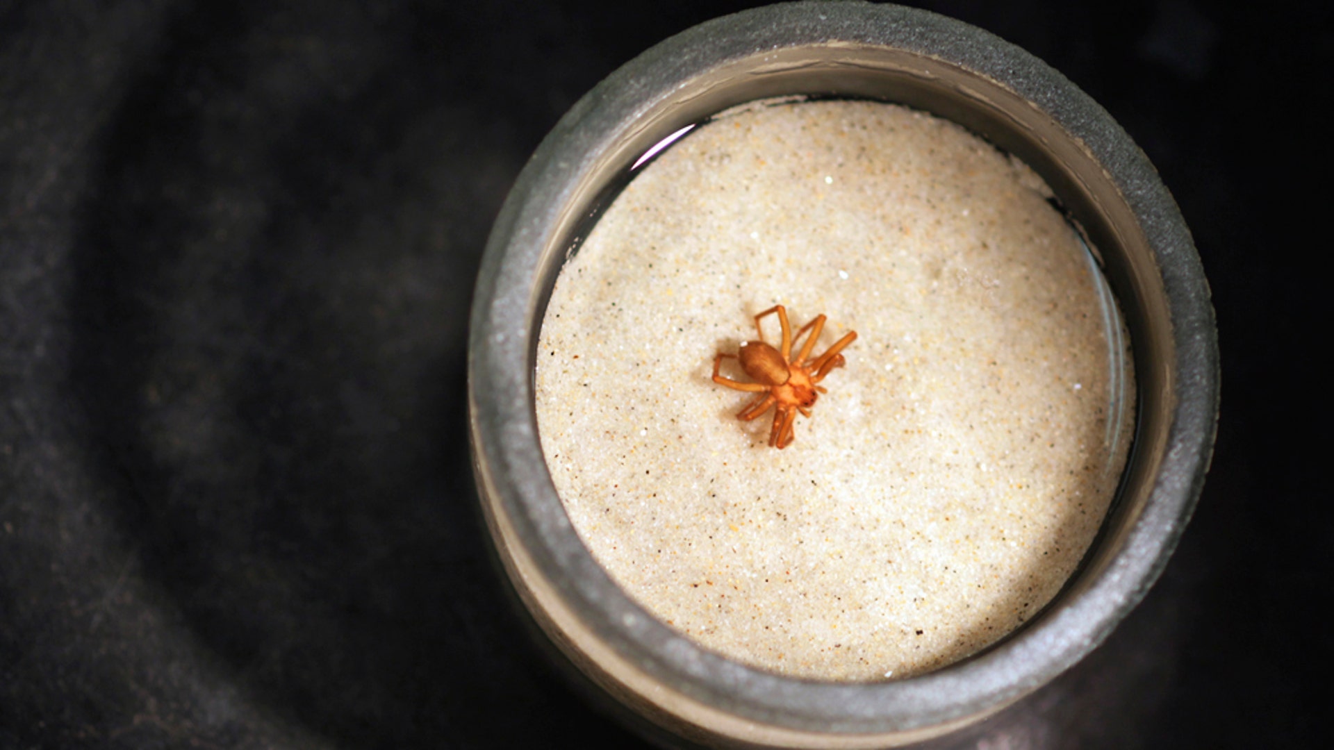 Brown Recluse Spider