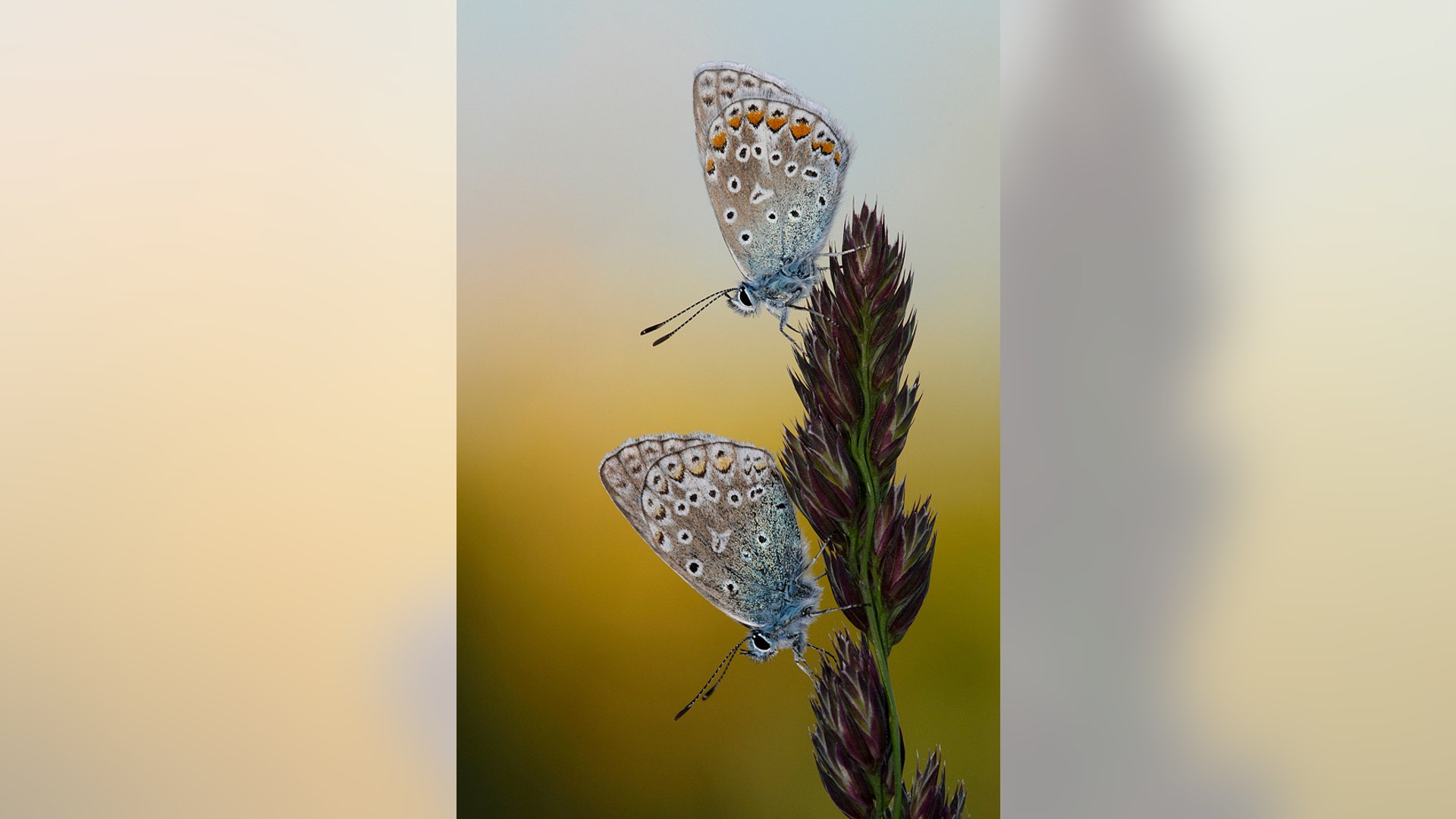 Estonian Butterflies