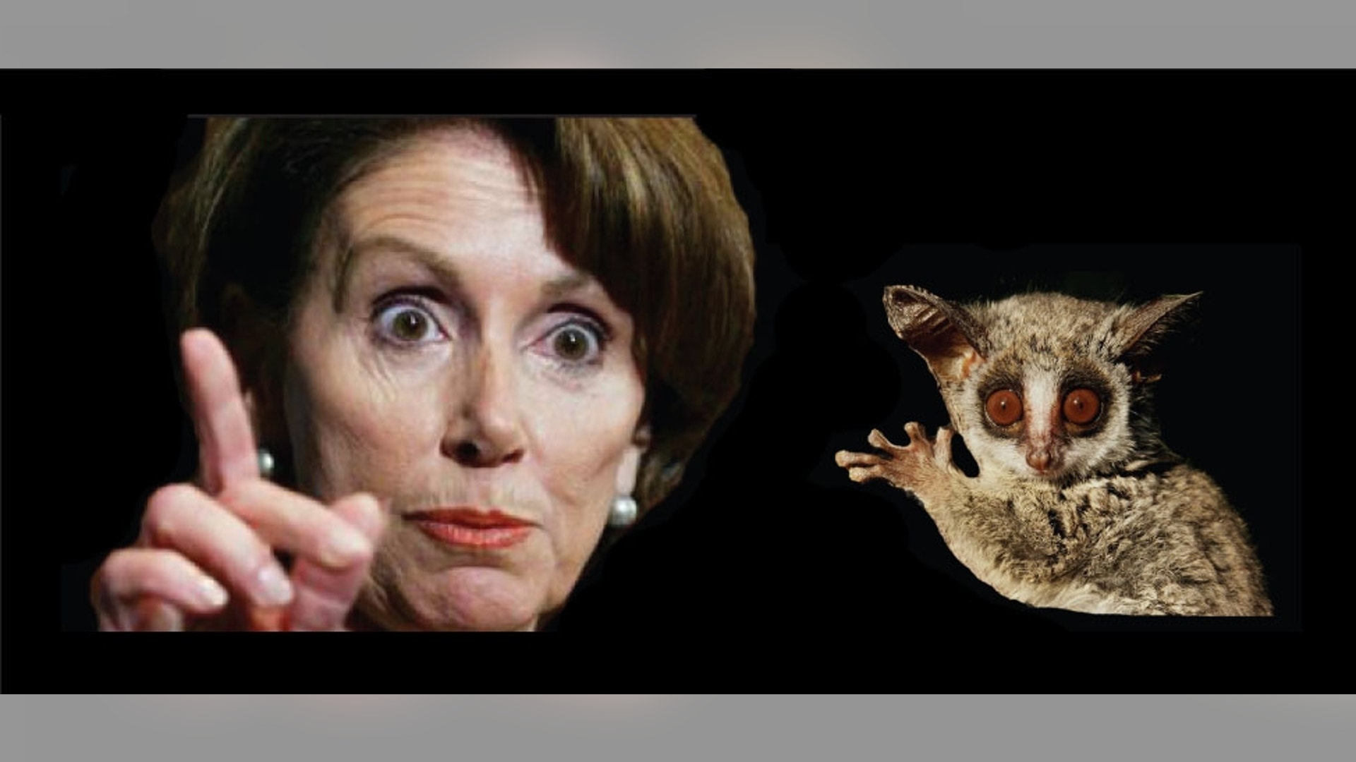 Look Alikes From the Animal World