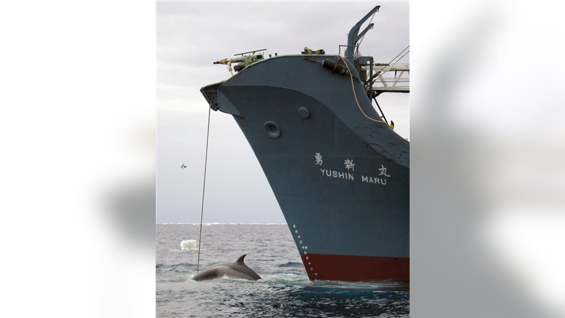 Whaling Off Antarctica