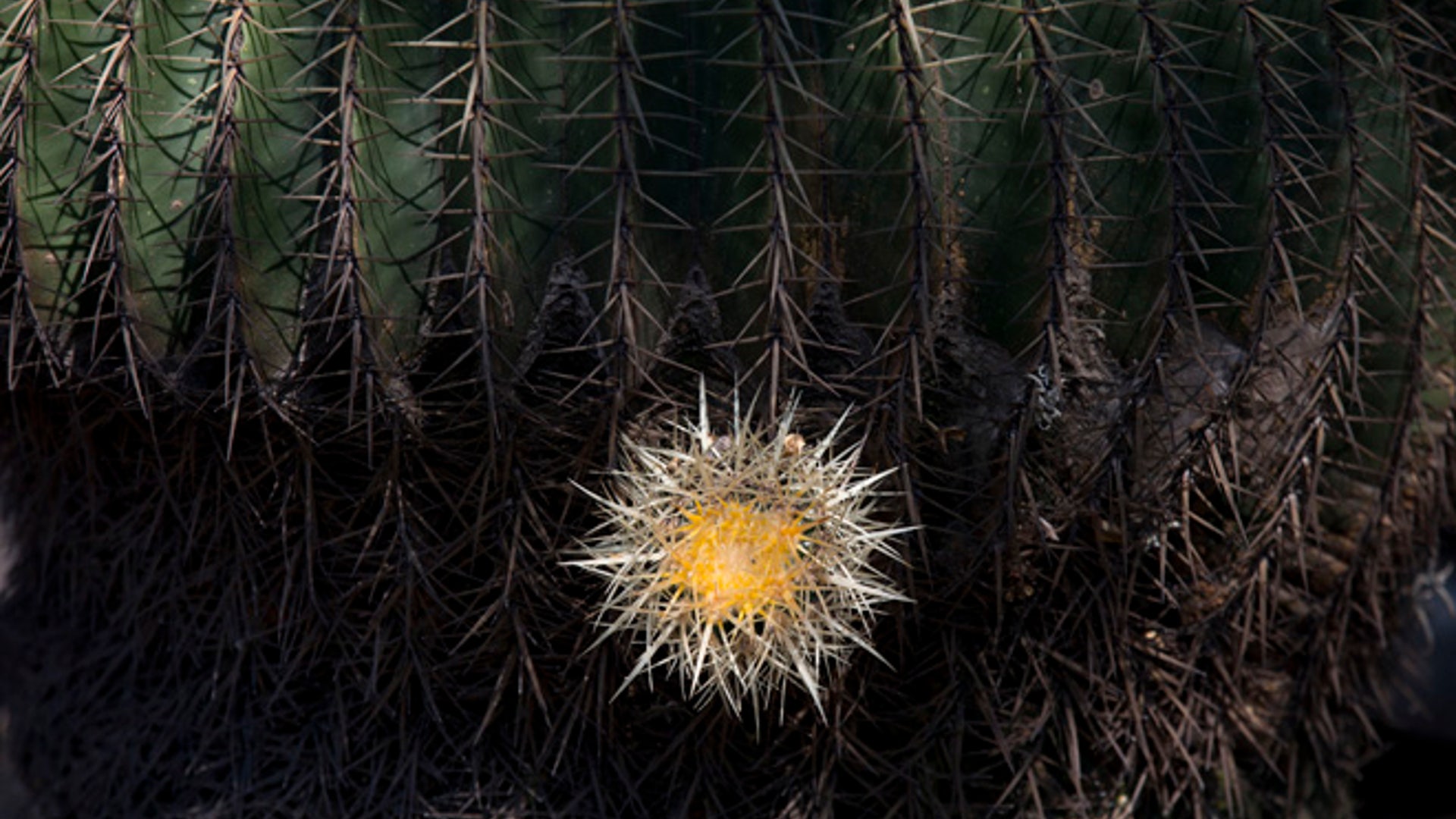 1/3 of cactus population facing extinction Fox News