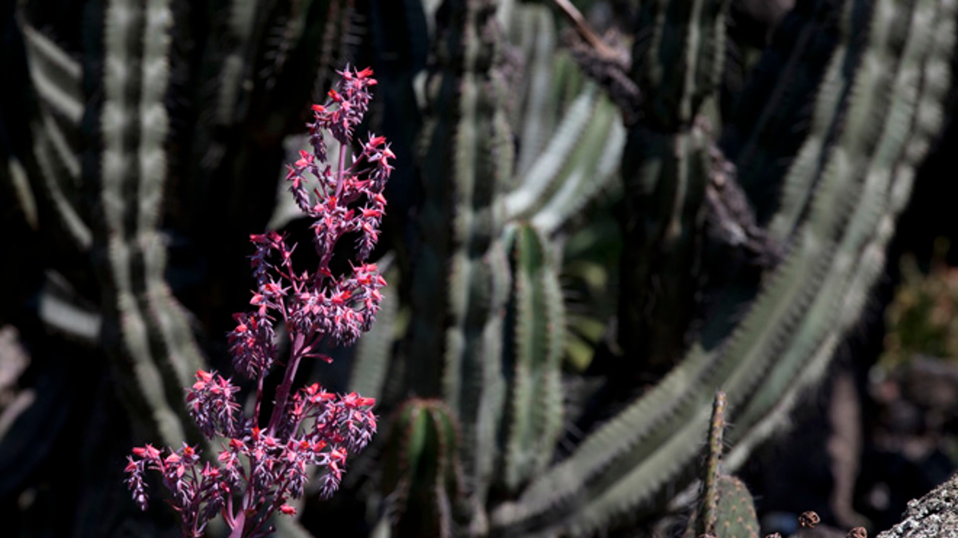 Cactus_endangered__2_