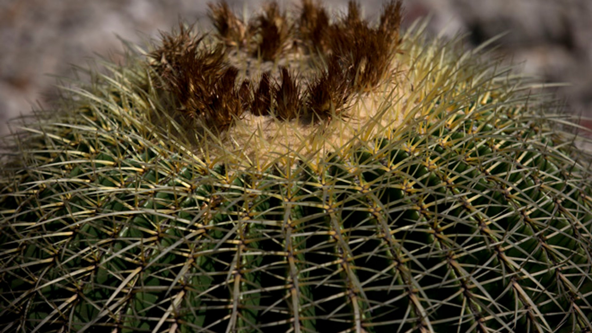 Cactus_endangered__3_
