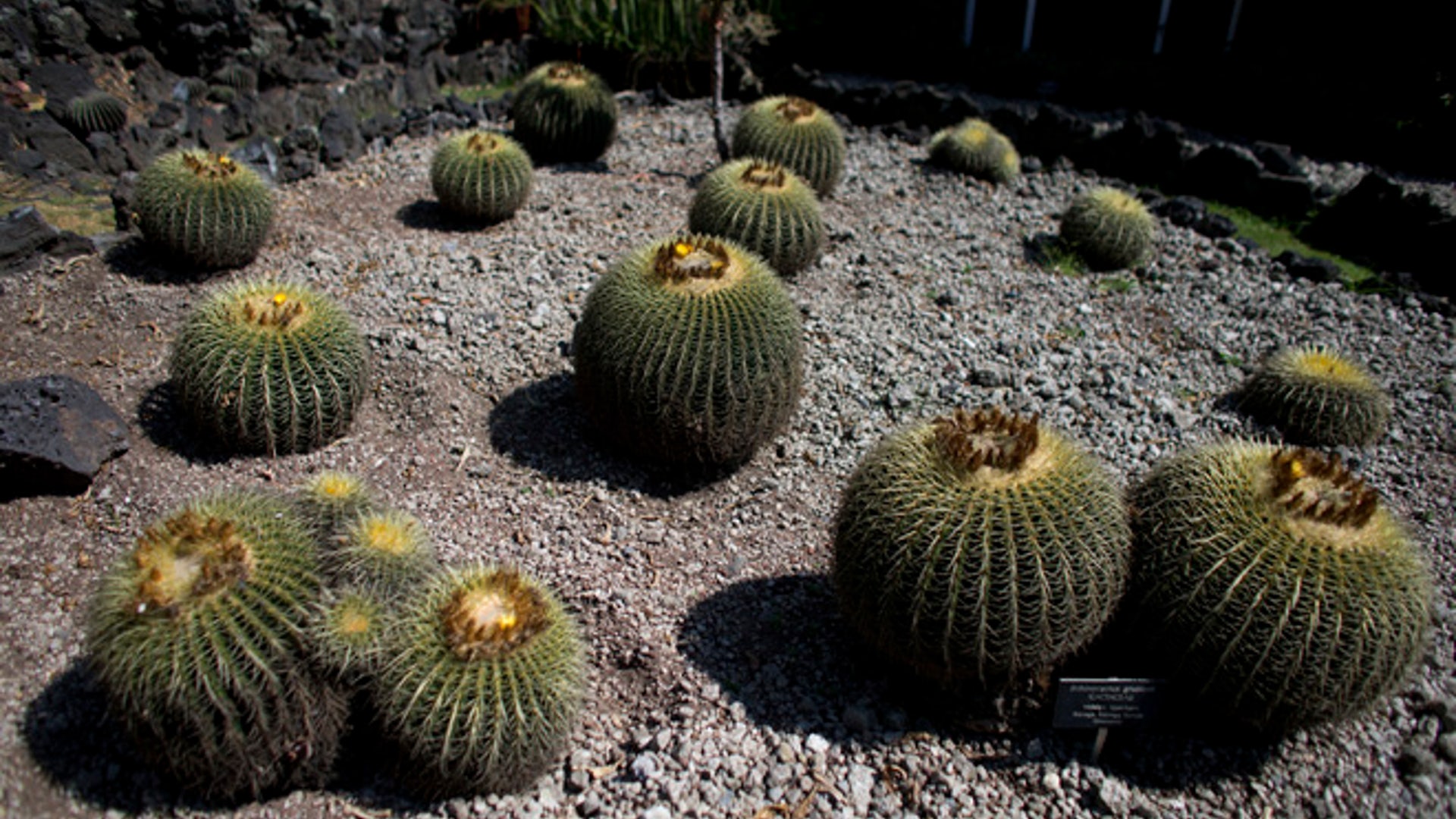 Cactus_endangered__4_