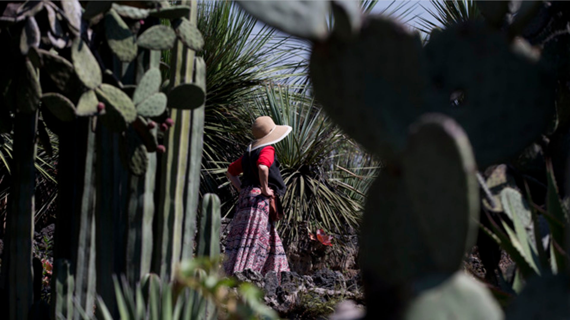 Cactus_endangered__7_