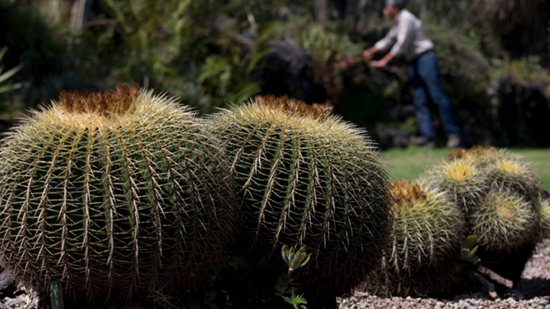 1/3 of cactus population facing extinction Fox News