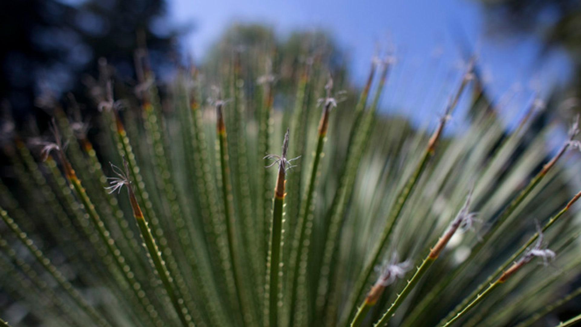 Cactus_endangered__9_