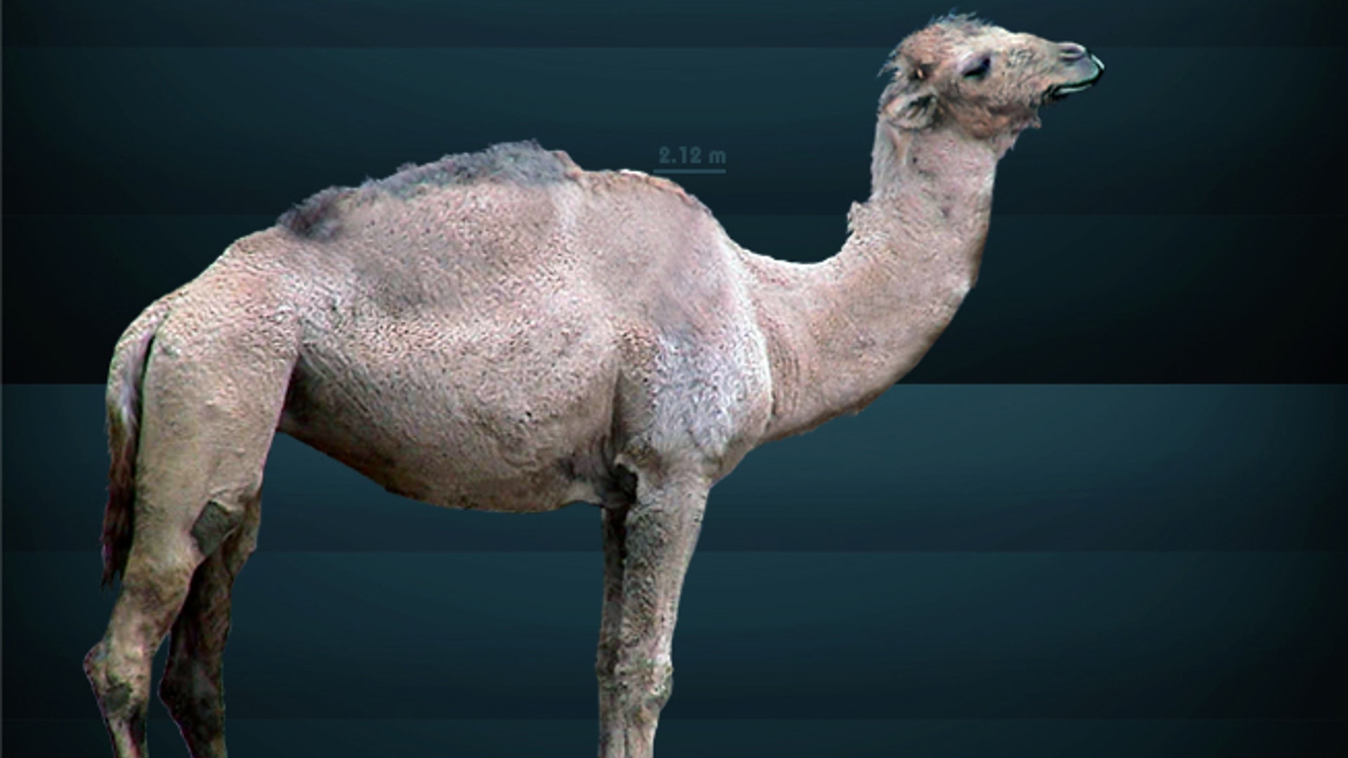 Western Camel