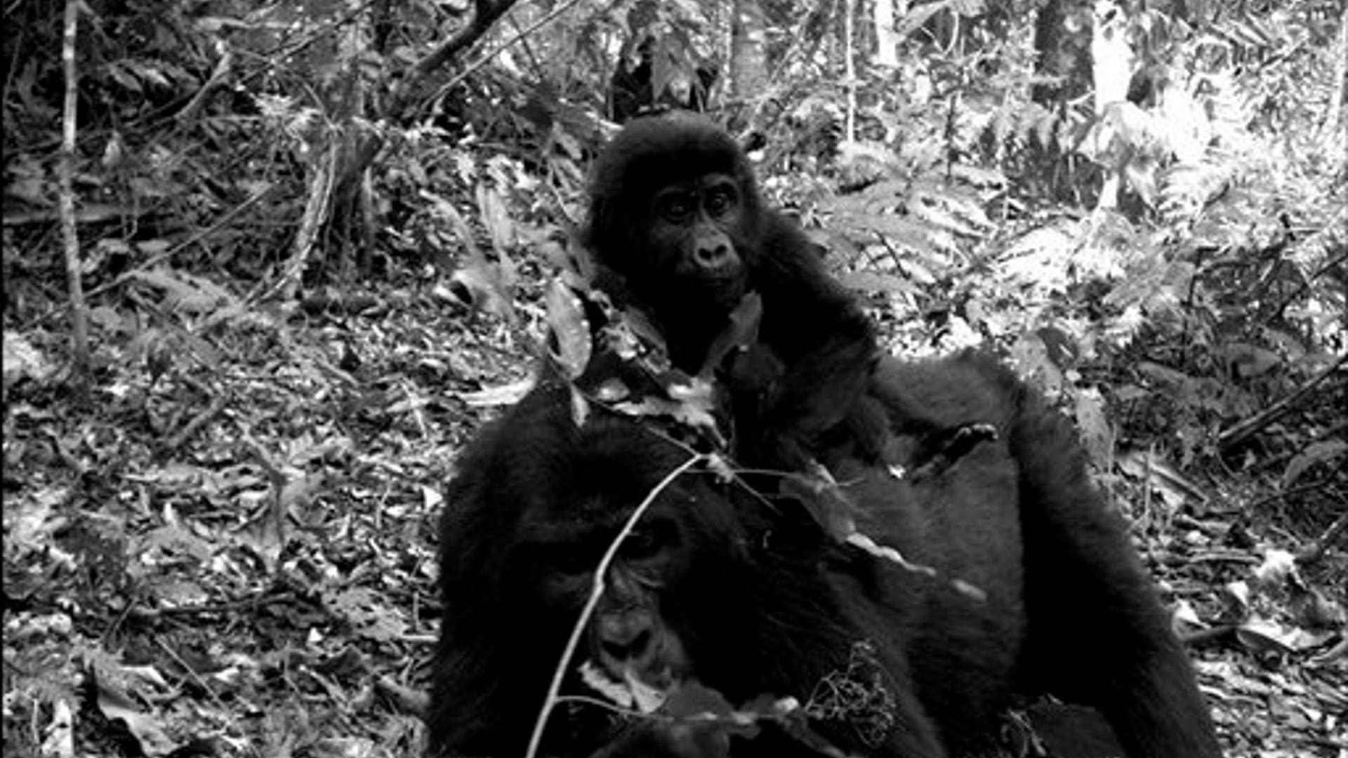 Candid_Camera___Female_Mountain_Gorilla