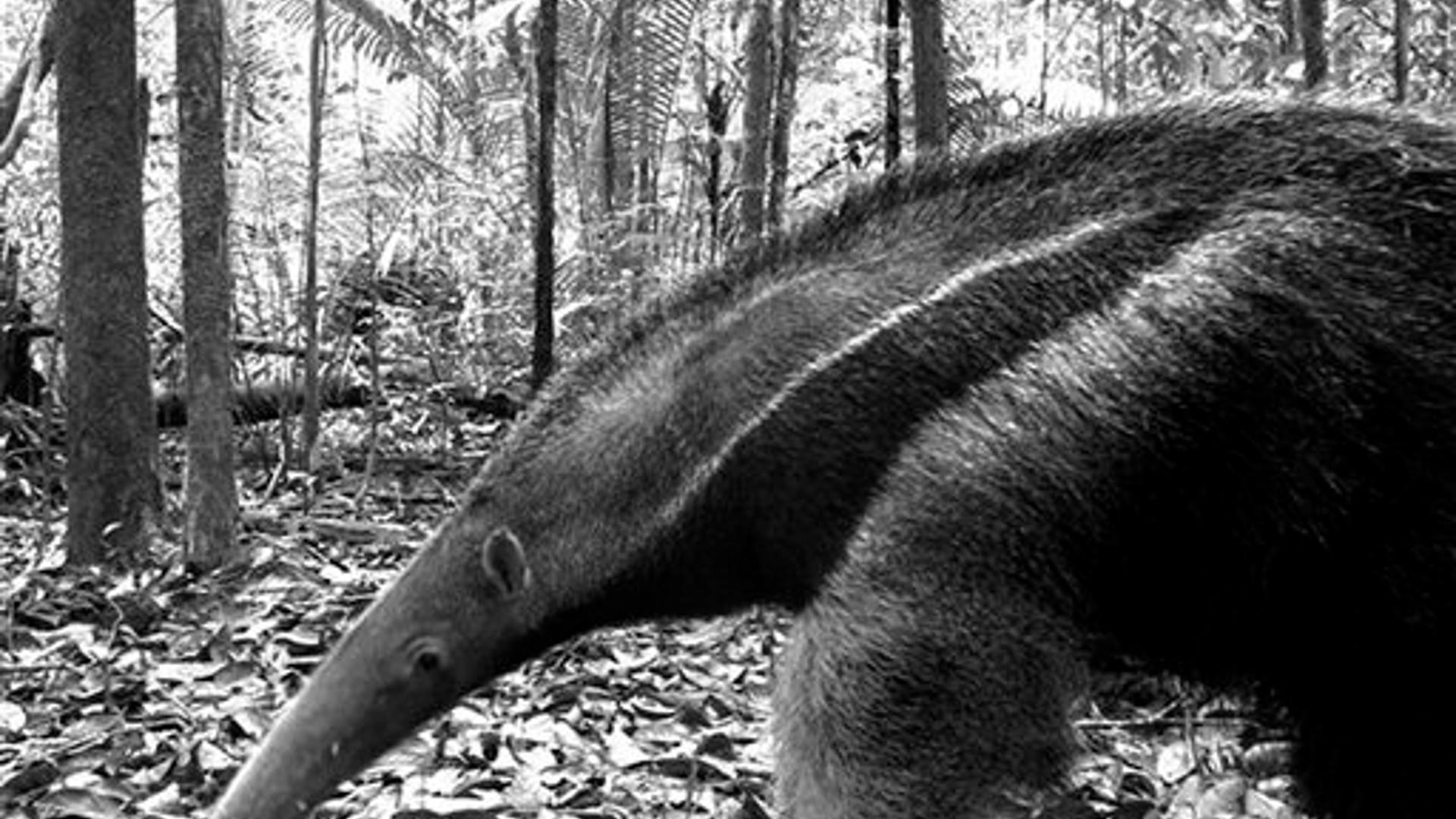 Candid_Camera___Giant_Anteater