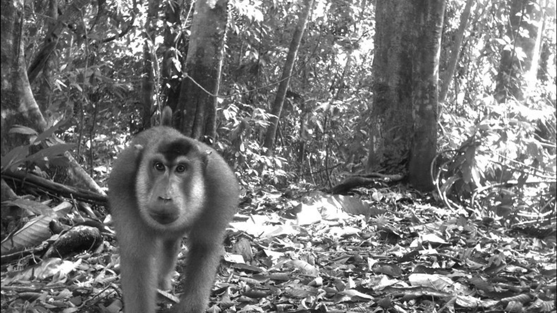 Candid_Camera___Macaque