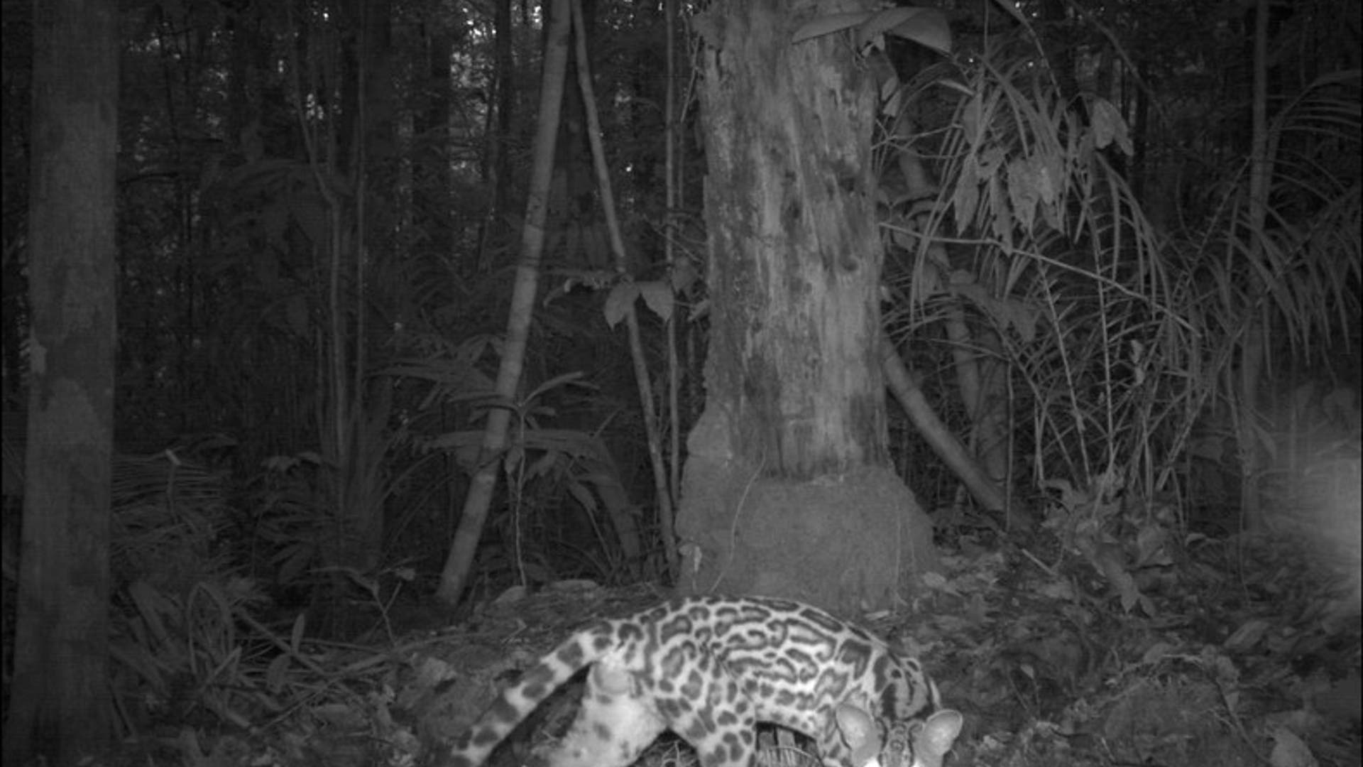 Candid_Camera___Ocelot