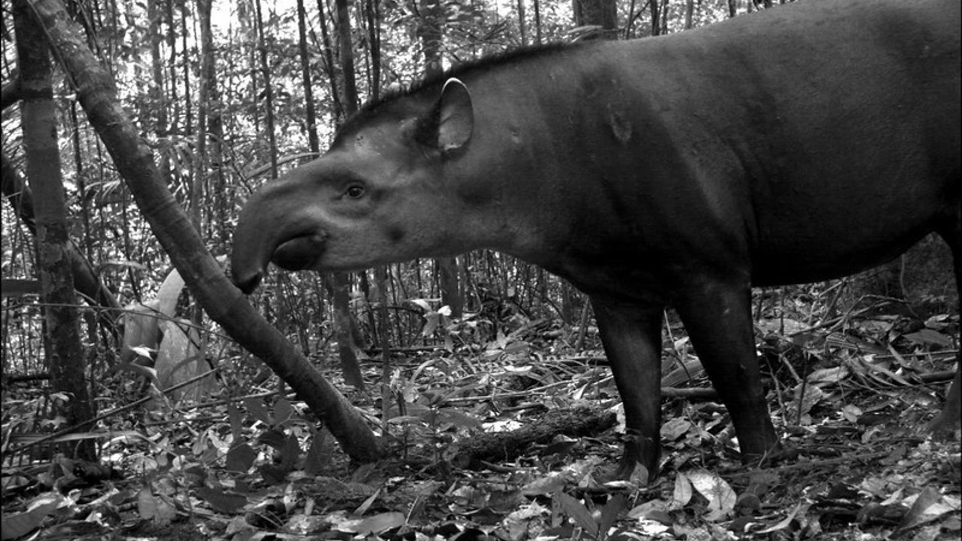 Candid_Camera___Tapir_2