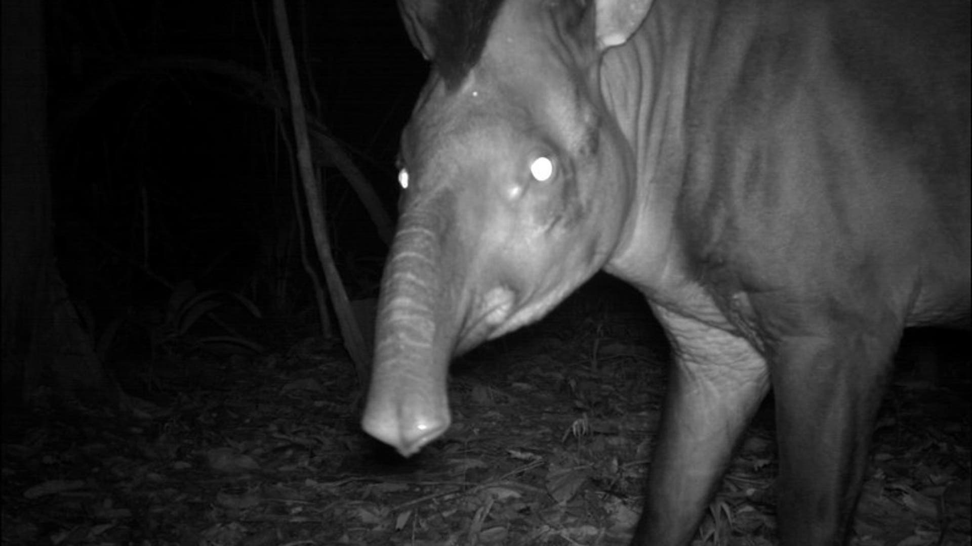 Candid_Camera___Tapir