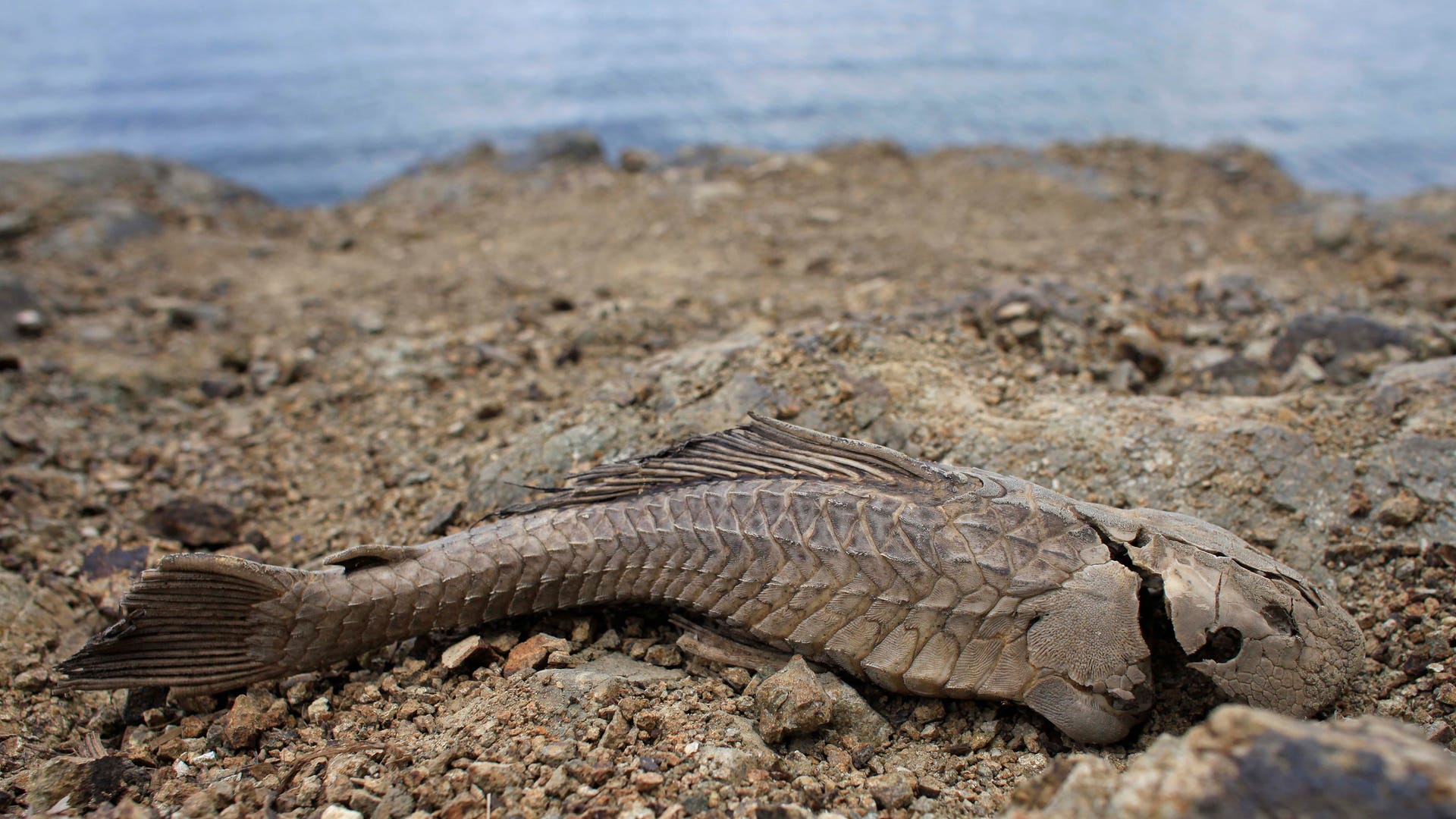 Caribbean_Summer_Drought__3_