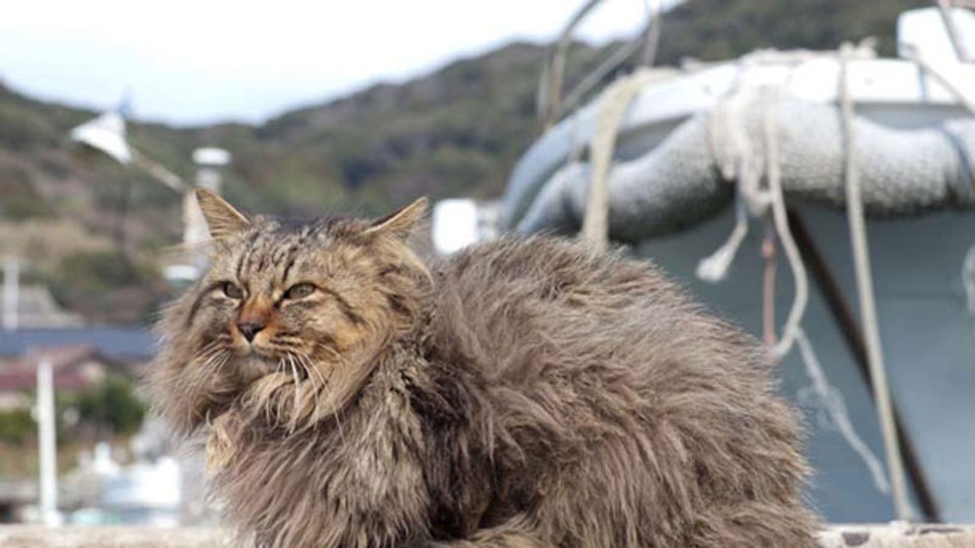 Cats island. Тасиро остров кошек. Кошачий остров в Японии. Уличные коты пушистые. Настоящие кошки.