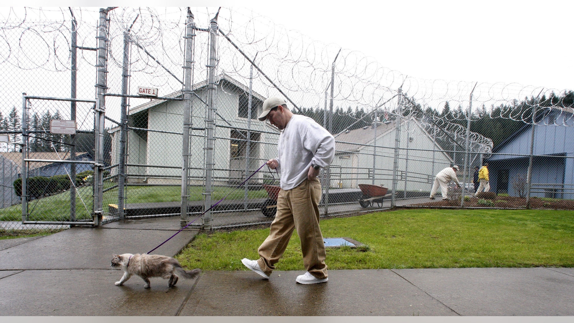 Cats_Behind_Bars_Garc__4_