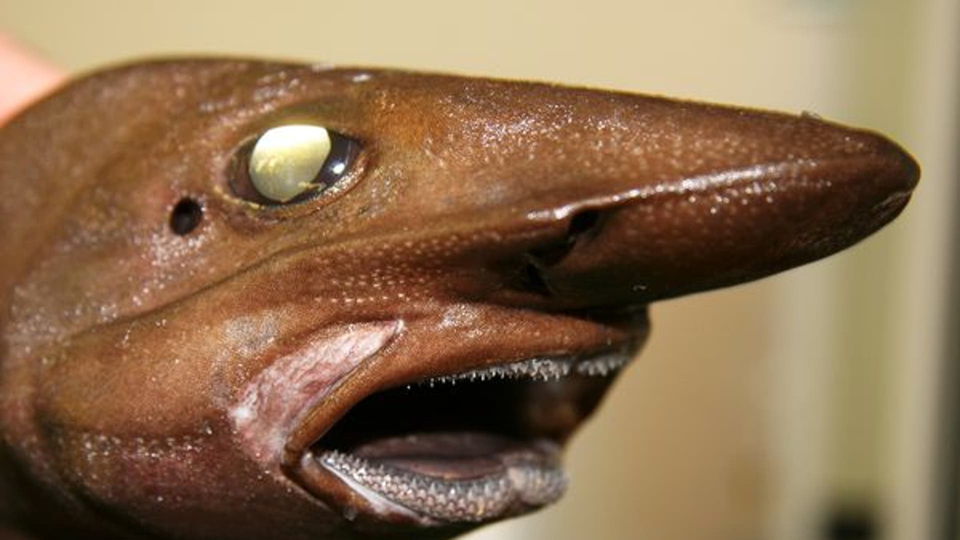 самая страшная рыба в мире фото