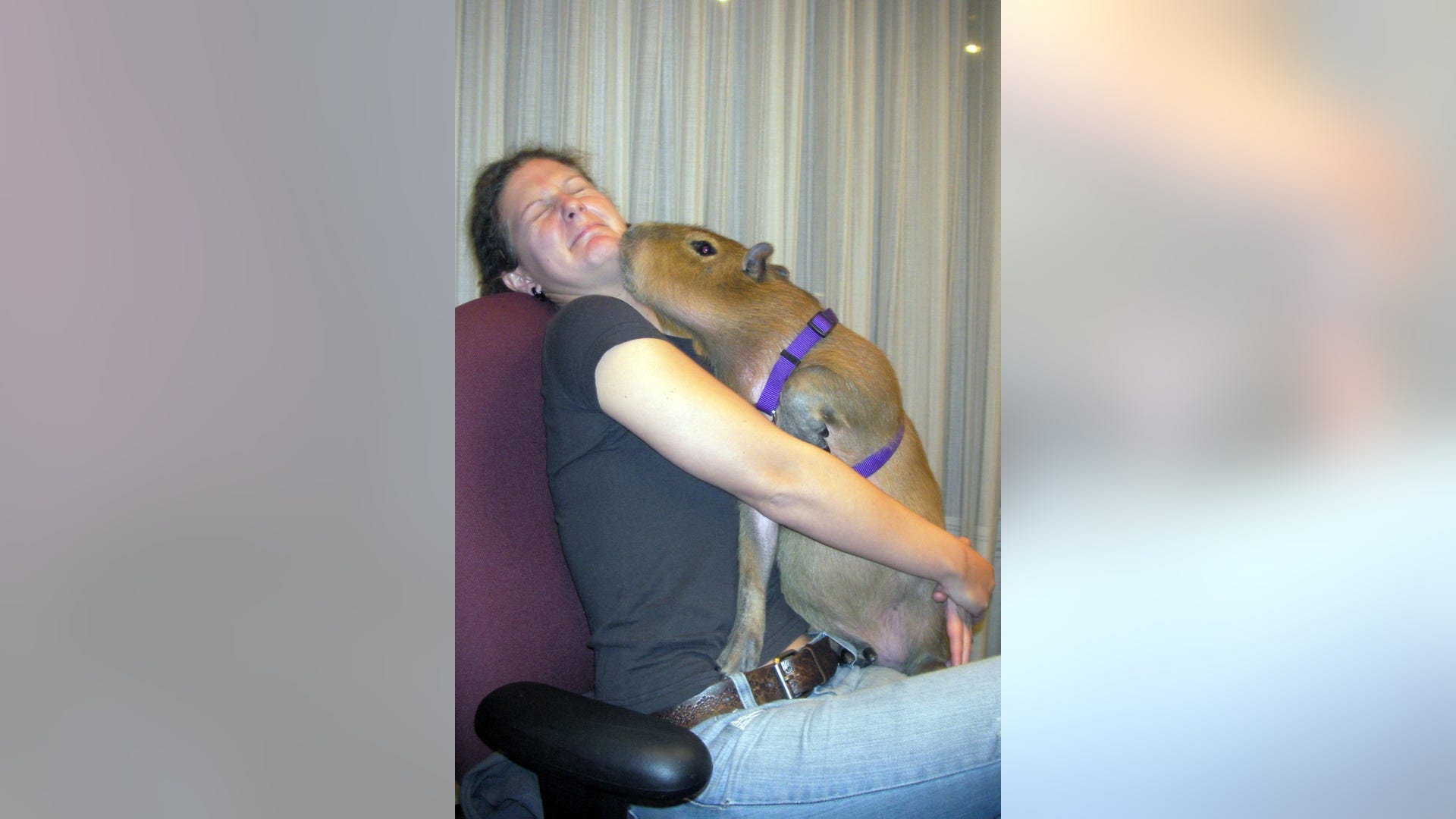 To Kiss a Capybara