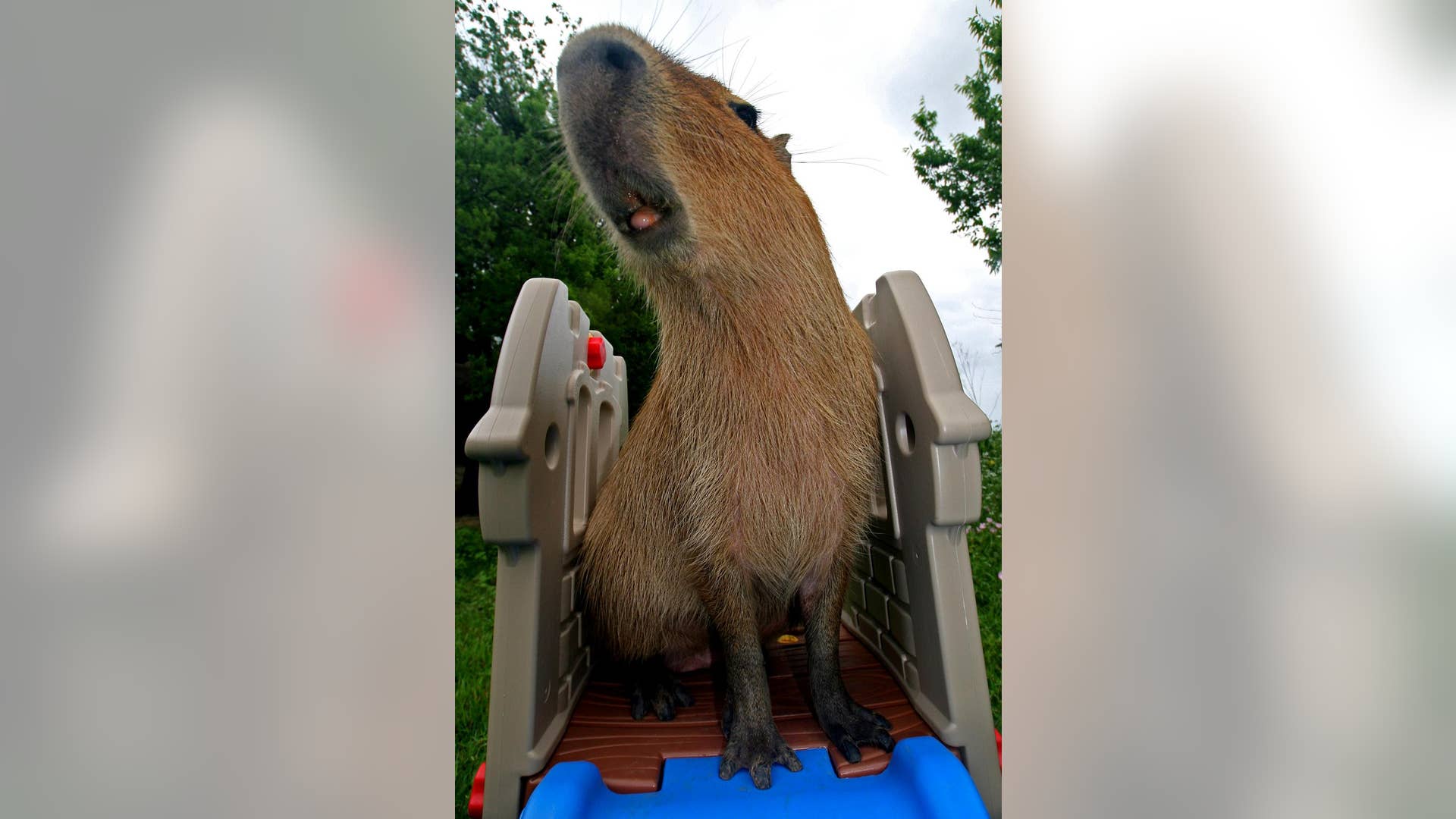 Capybara