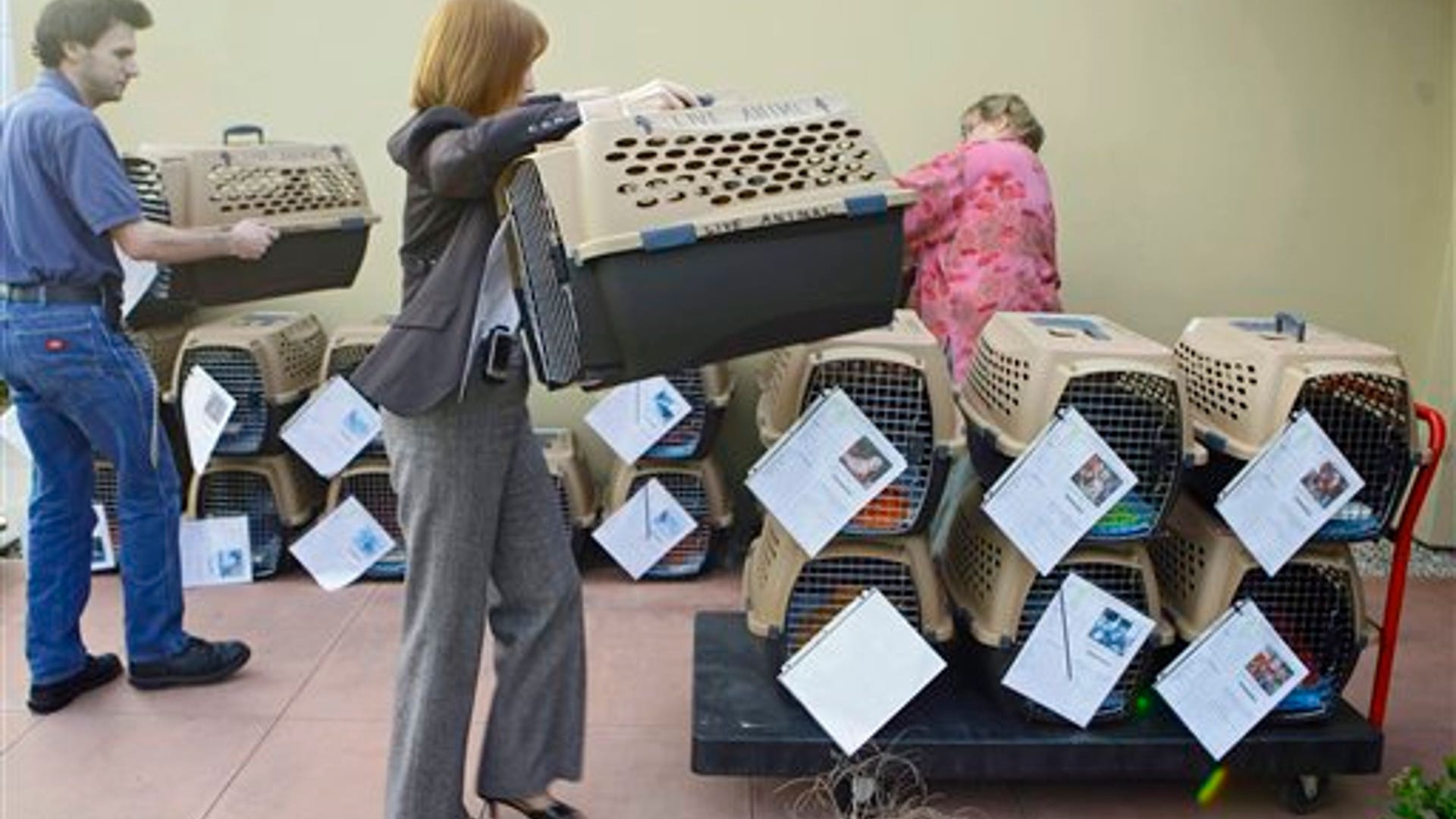 Chihuahuas Coming to NYC Fox News