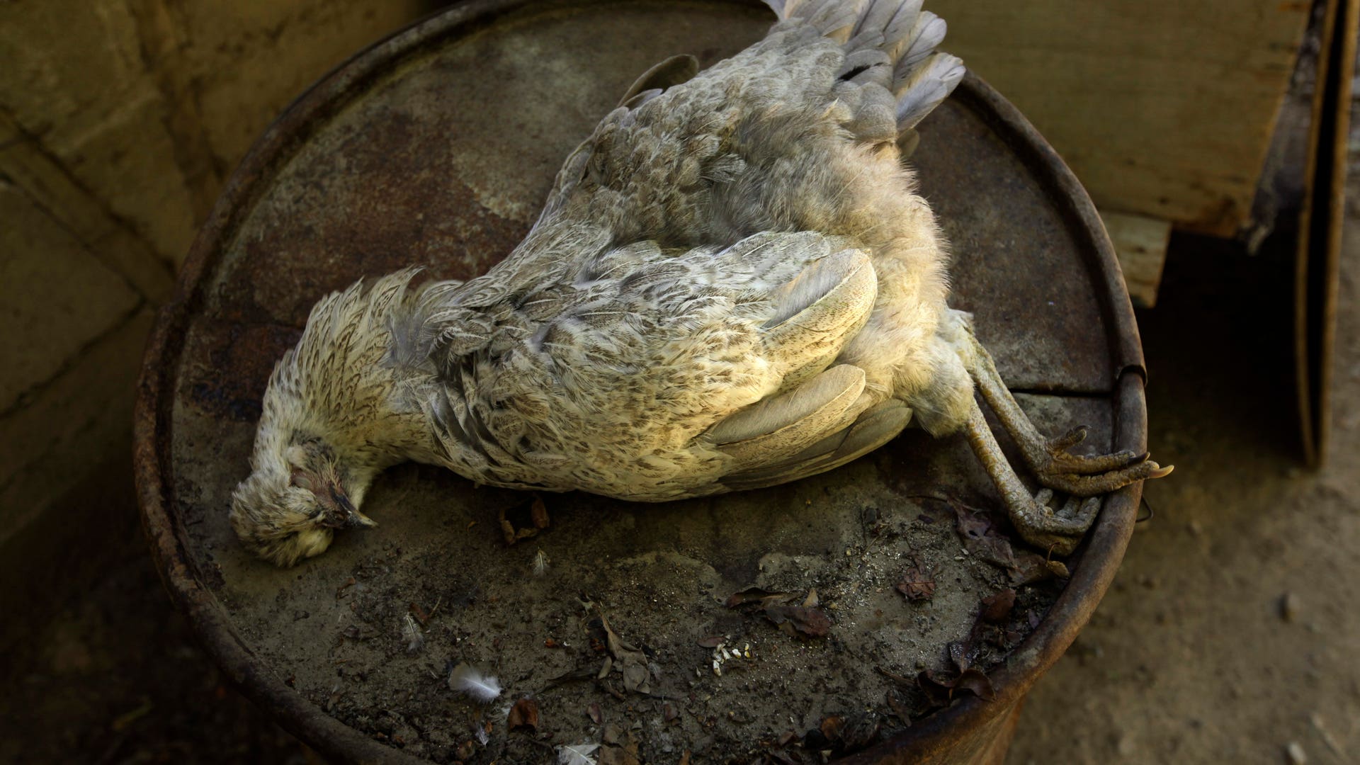 Chile_Barrick_Gold__2_