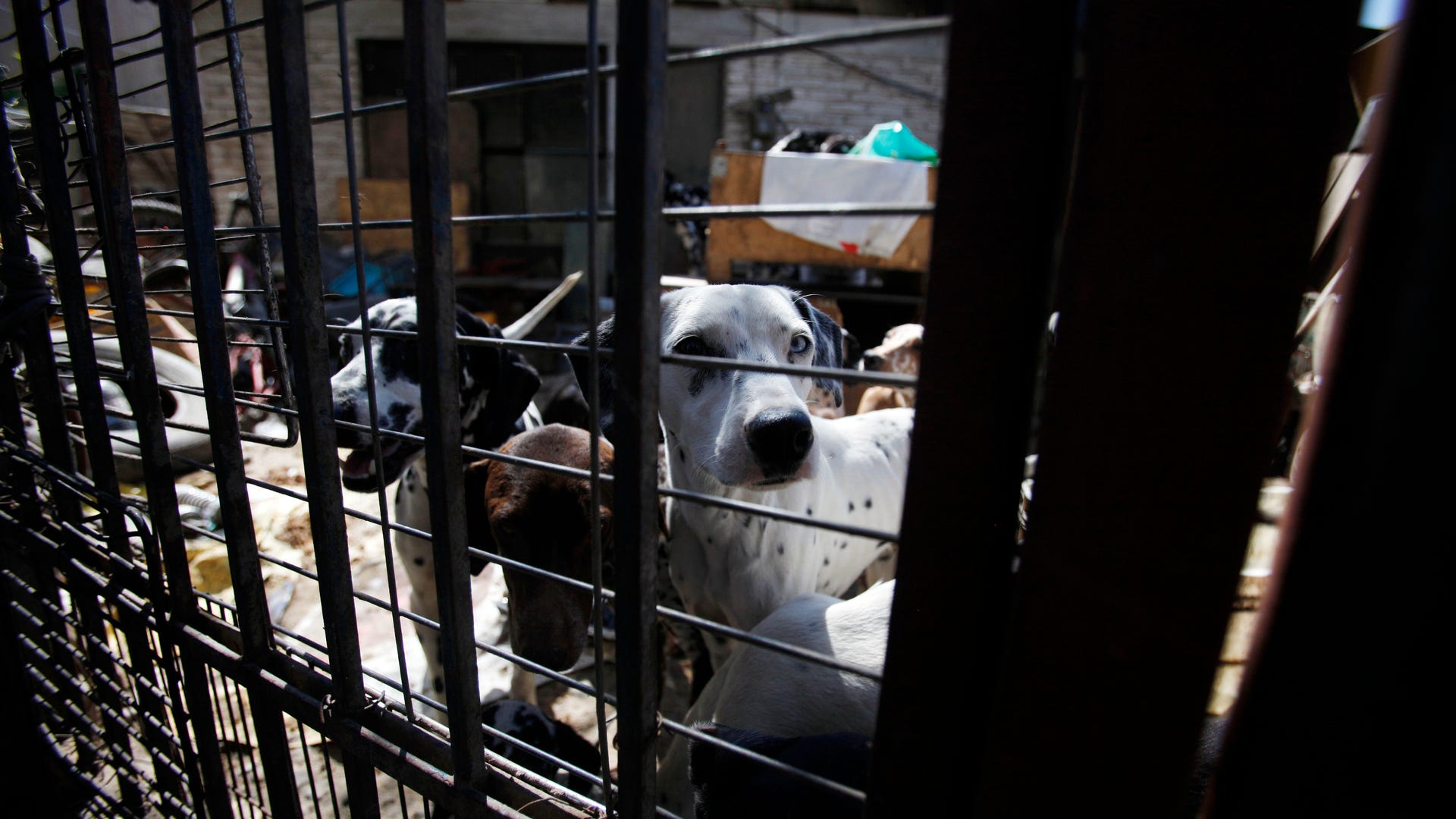 Chile_Dalmatian_Man_Vros__3_