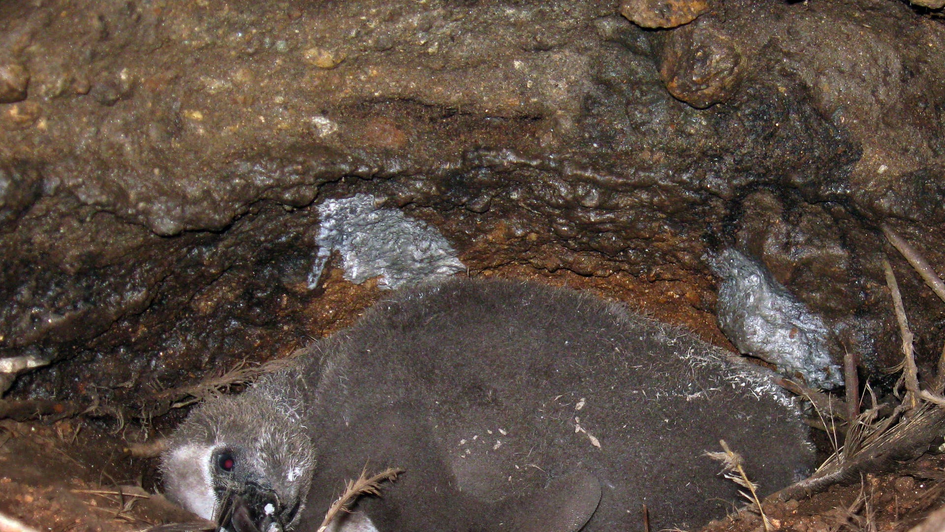 Chile_Penguins_vs_Rat