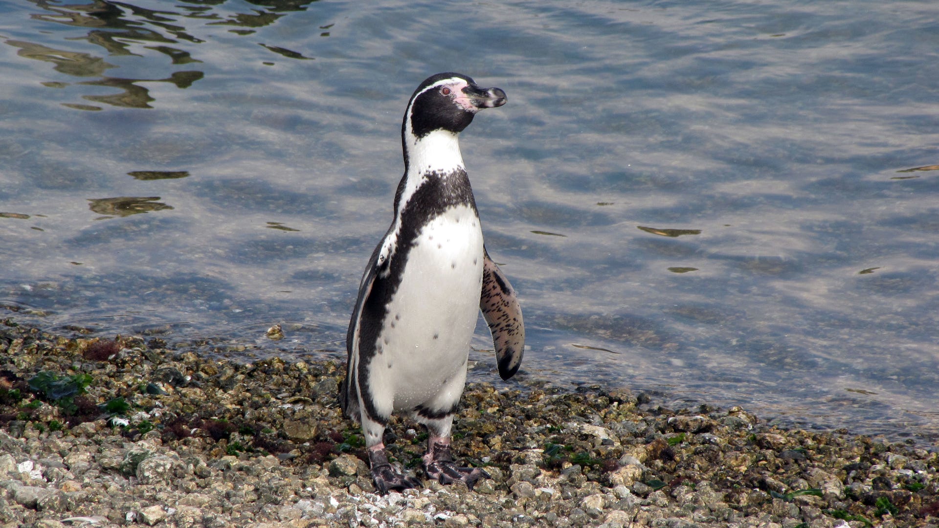 Chile_Penguins_vs_Rat_2