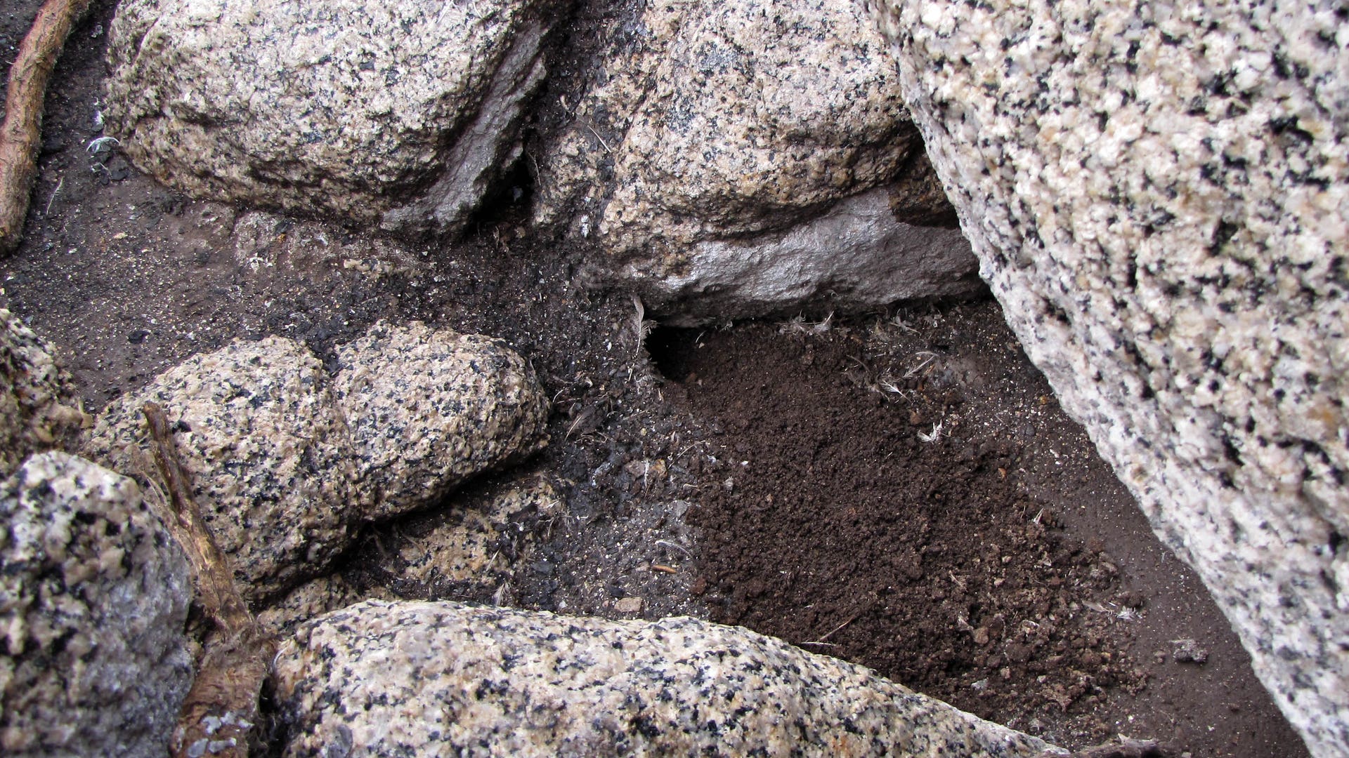 Chile_Penguins_vs_Rat_4