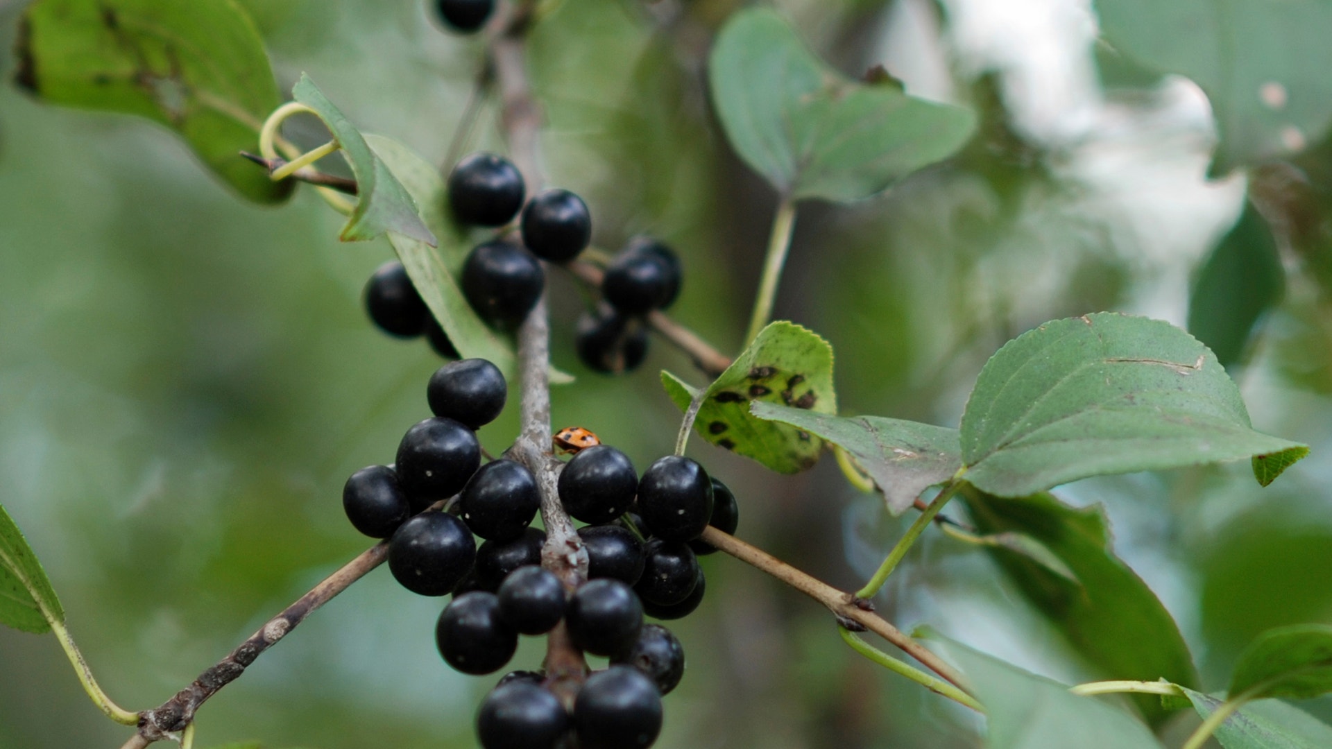 Chokecherry