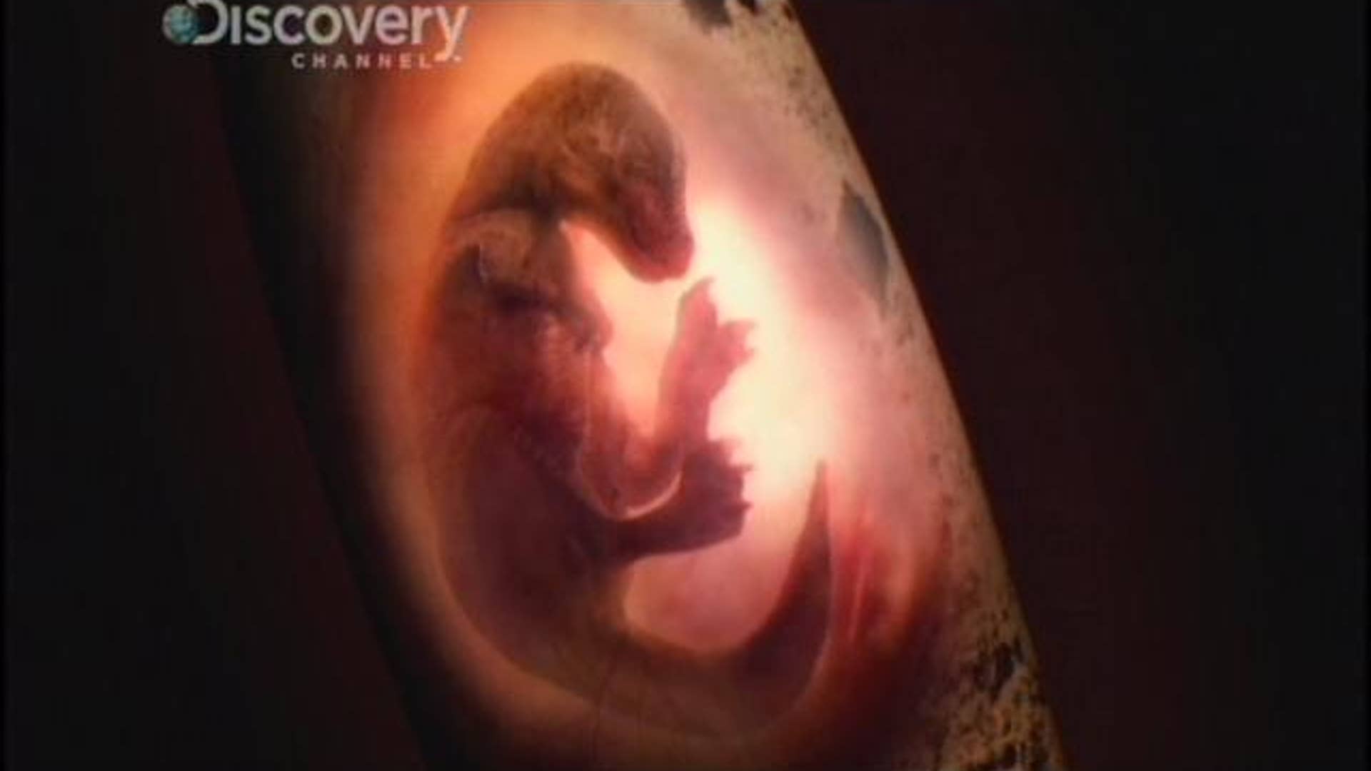 Clash of the Dinosaurs