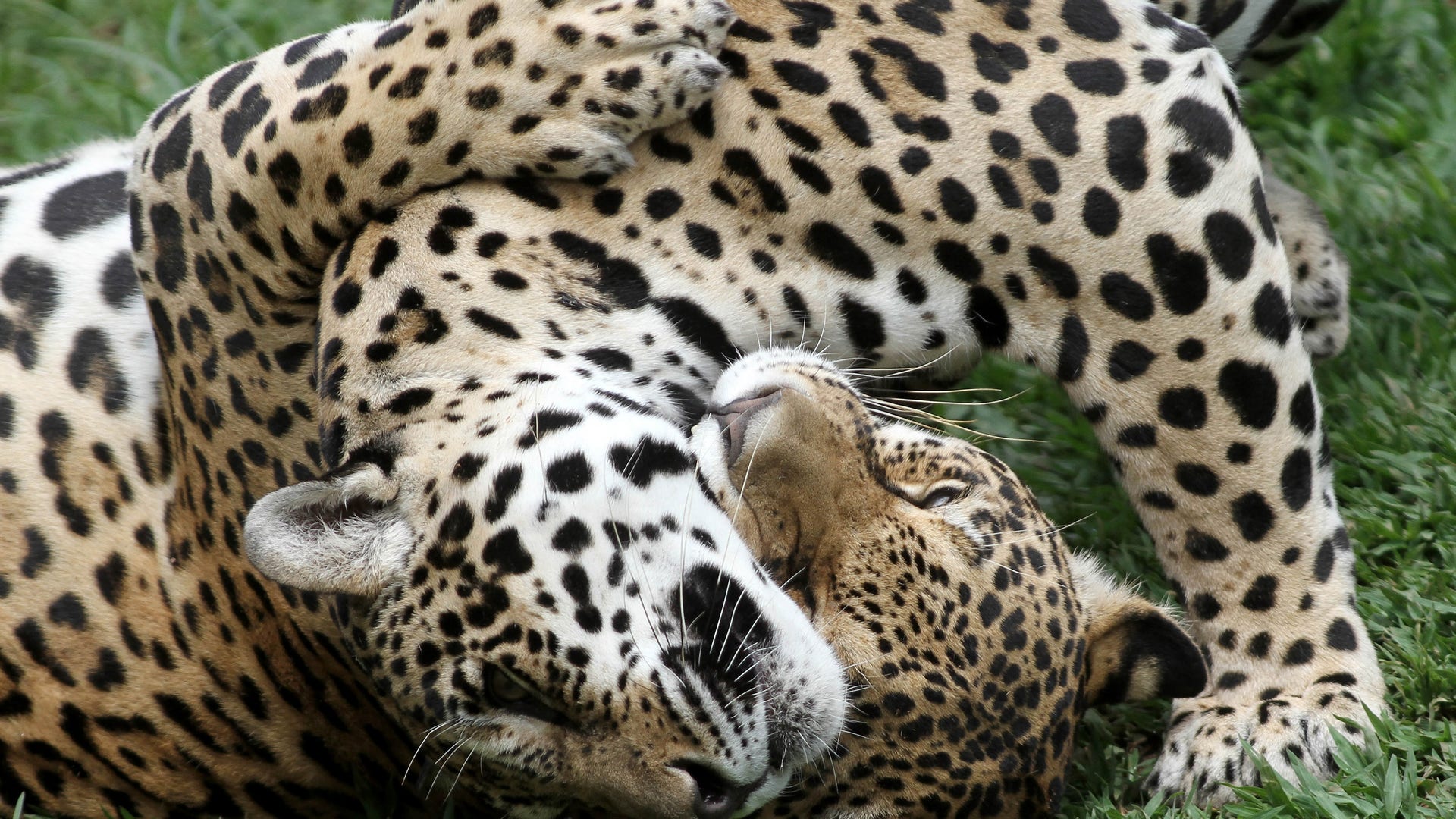 Cloning_Wild_brazil