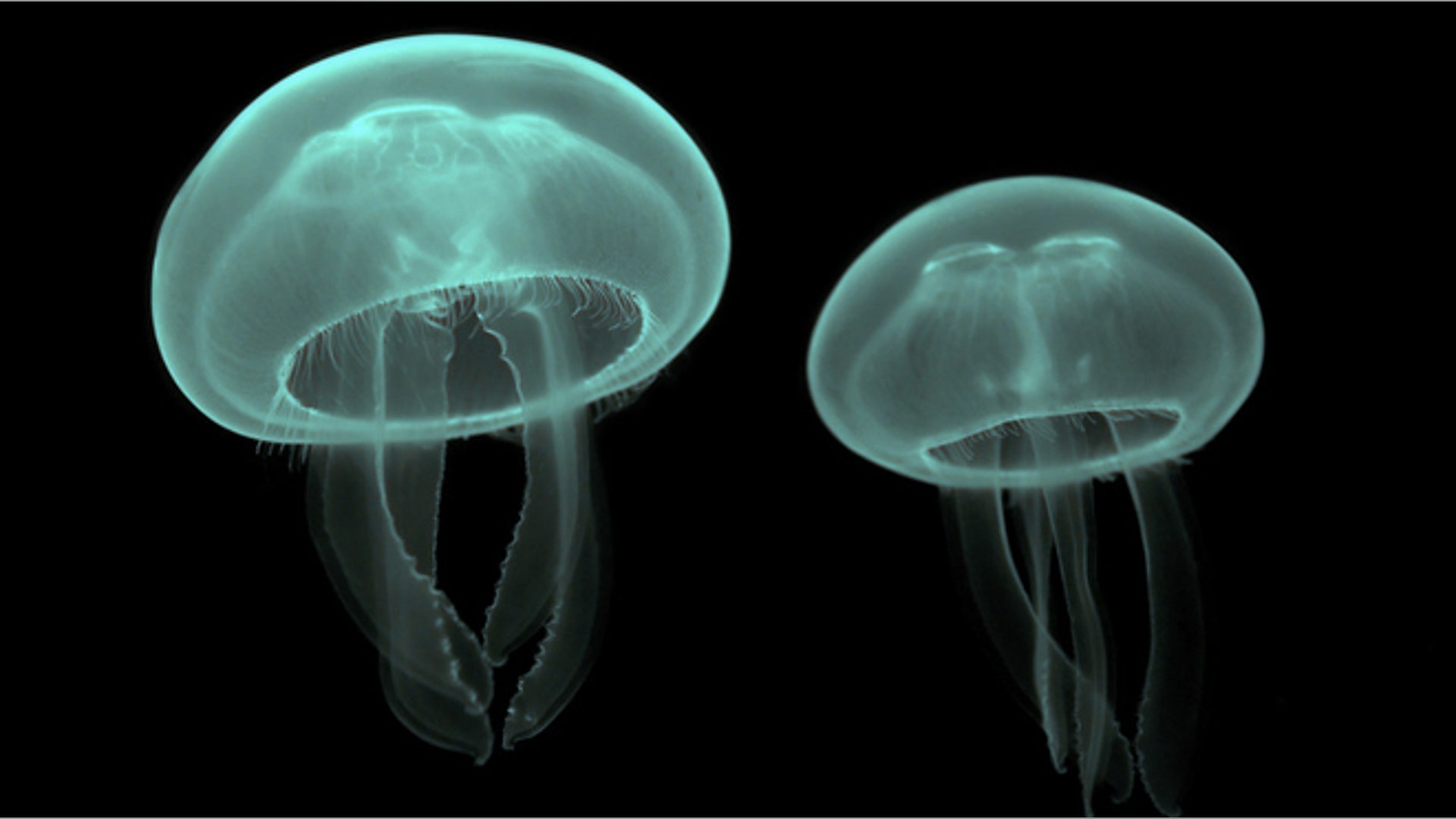 Cnidaria