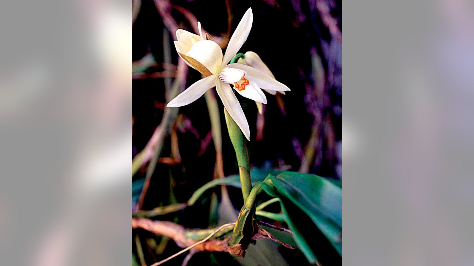 Coelogyne_Pantlingii_Orchid