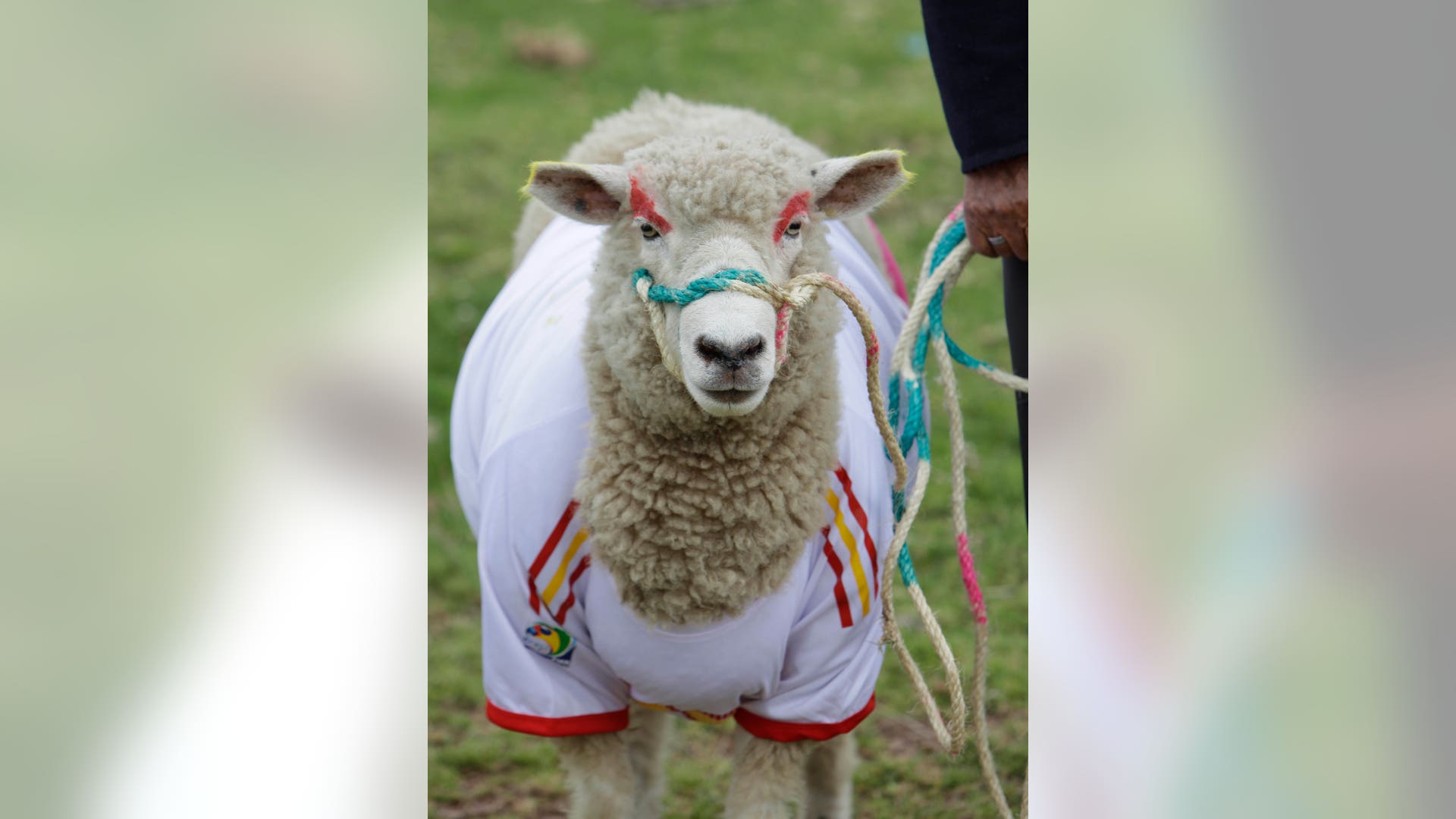 Colombia_Soccer_Sheep__1_