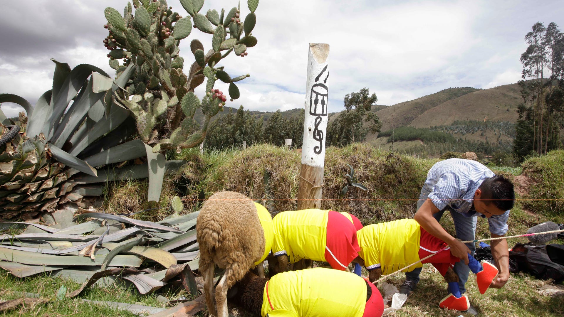 Colombia_Soccer_Sheep__5_