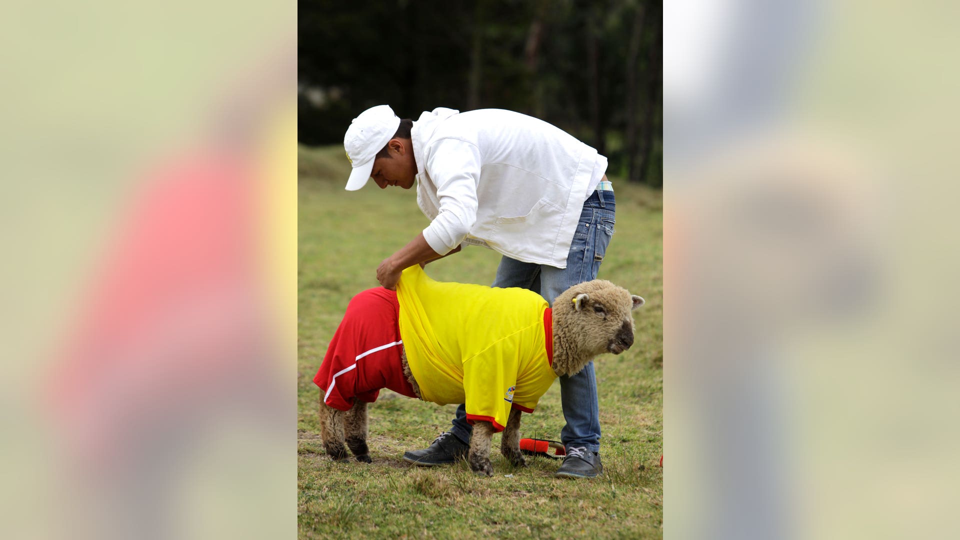 Colombia_Soccer_Sheep__6_