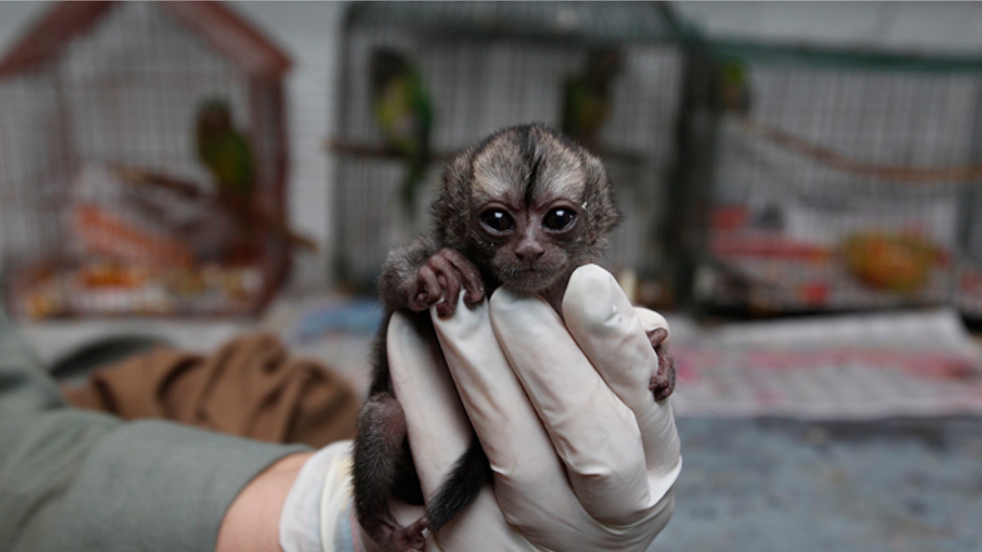 Colombian_Orphan_Monkey__3_