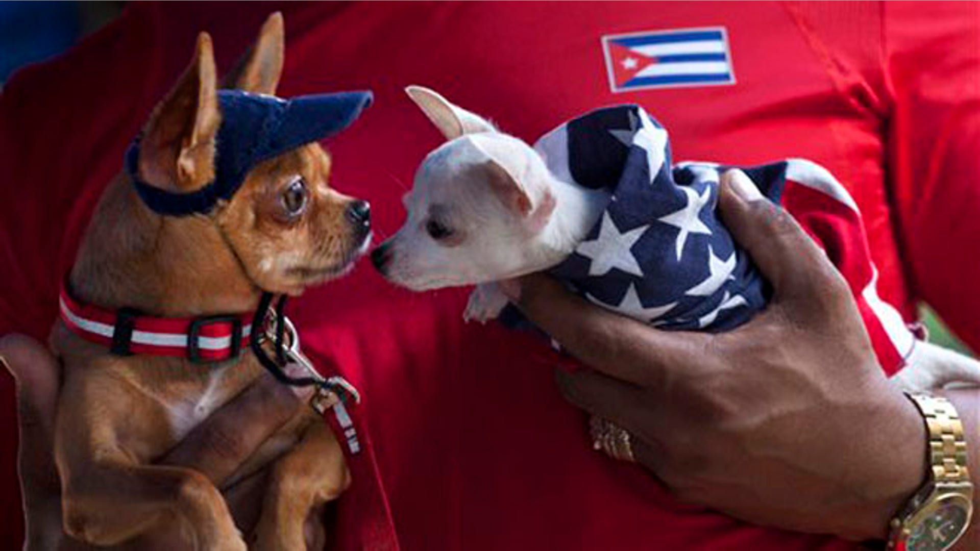 Cuba_Dog_Show_12
