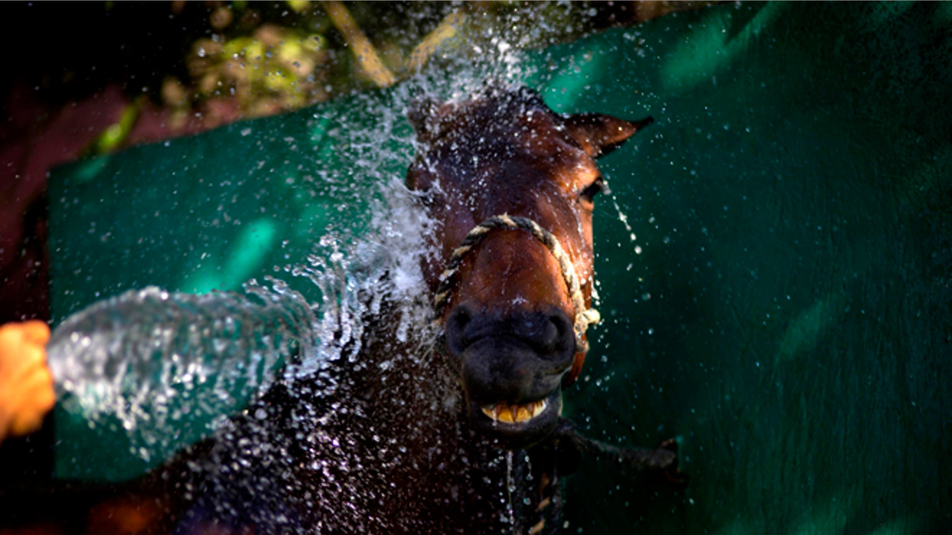 Cuba_Horse_Training__1_