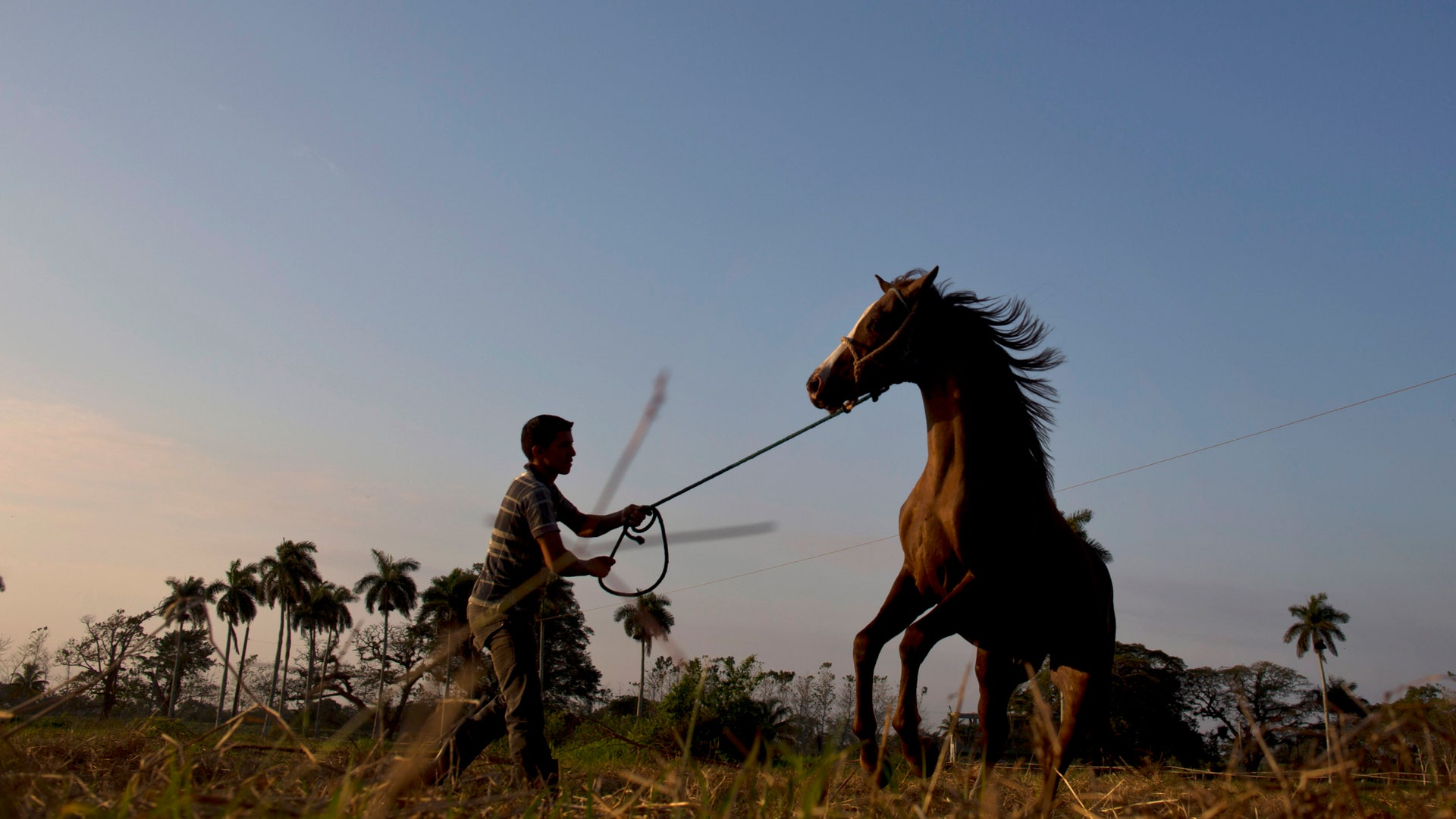 Cuba_Horse_Training__15_