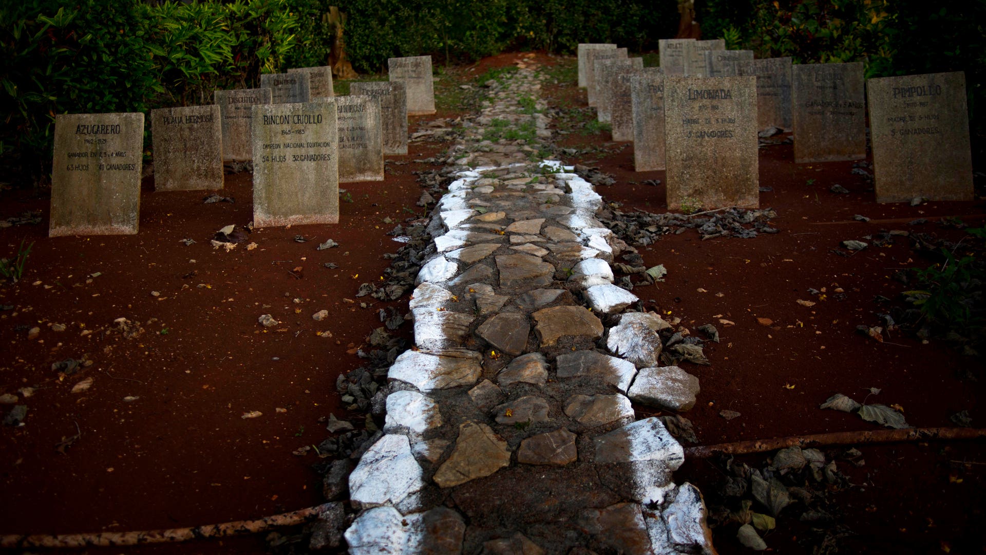 Cuba_Horse_Training__2_