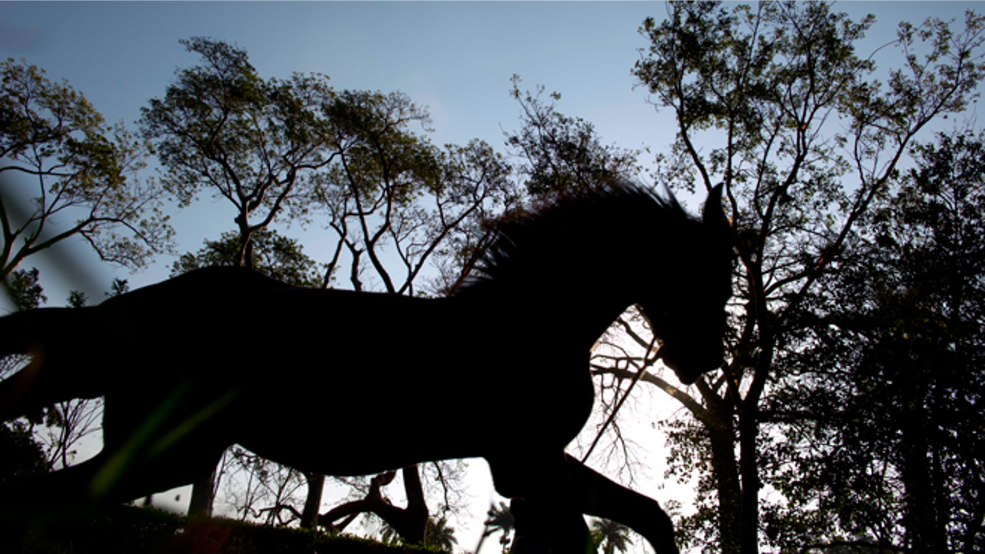 Cuba_Horse_Training__4_