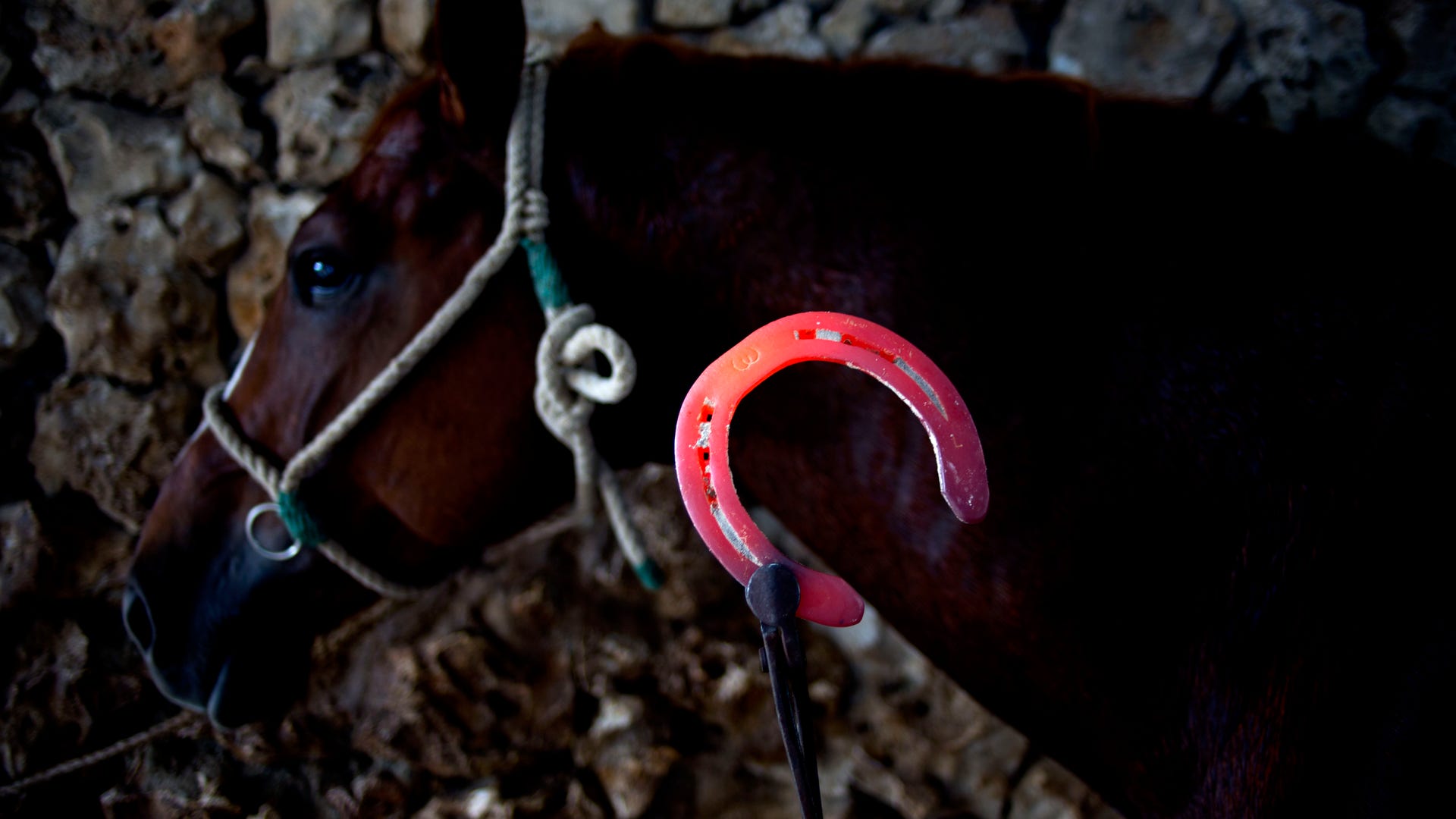 Cuba_Horse_Training__5_
