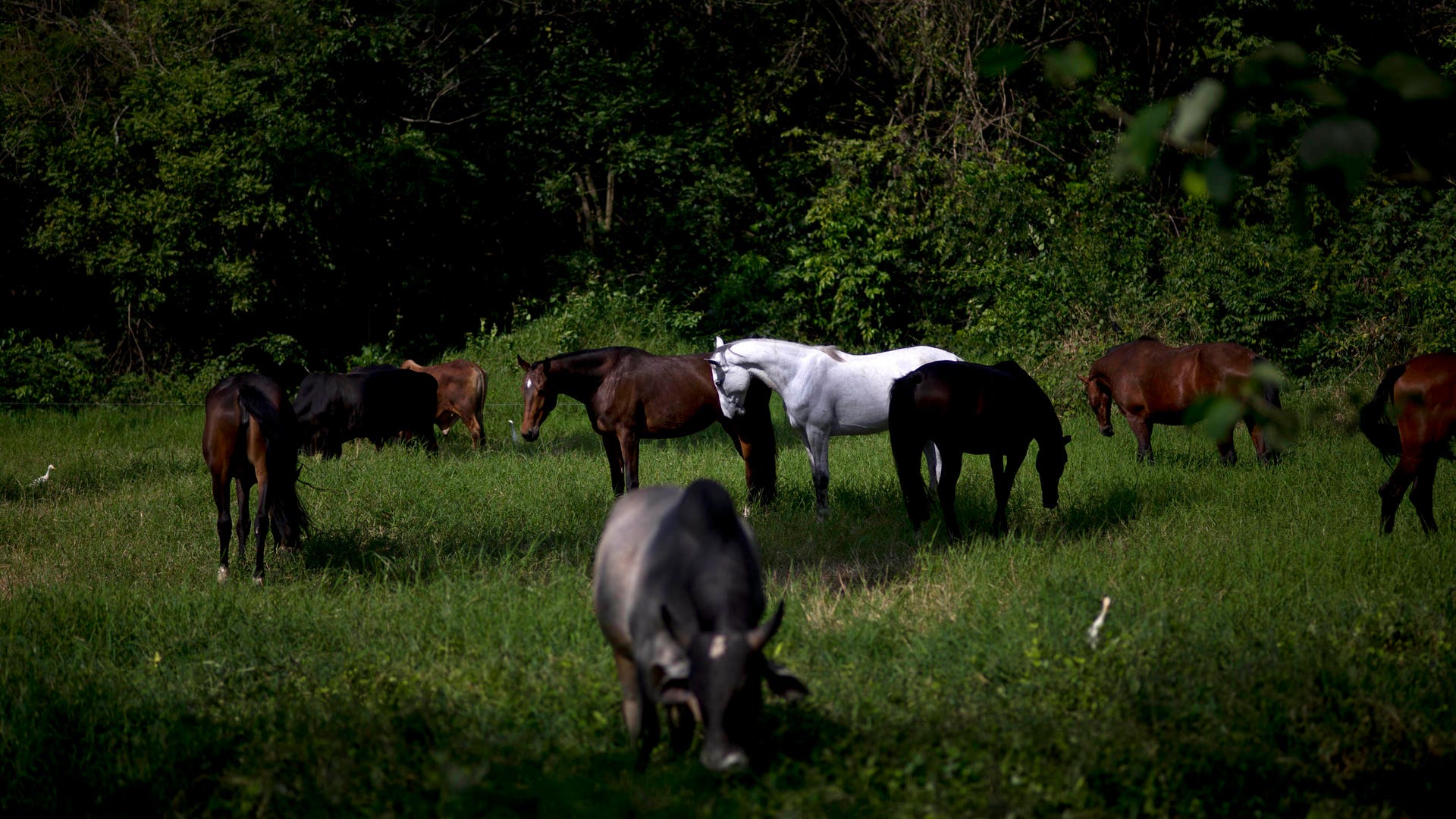 Cuba_Horse_Training__8_