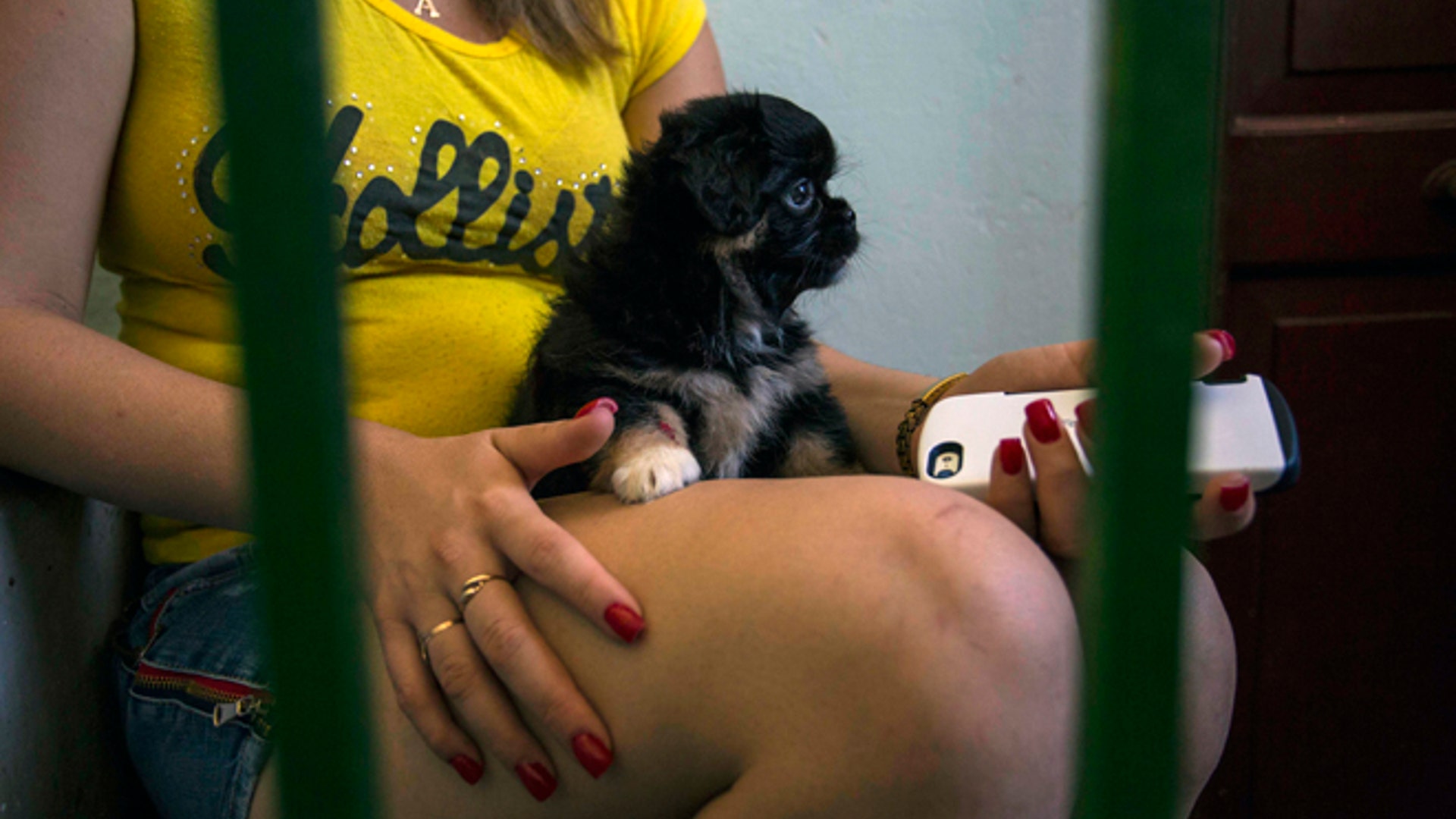 Cuba_Pampered_Dogs_Garc