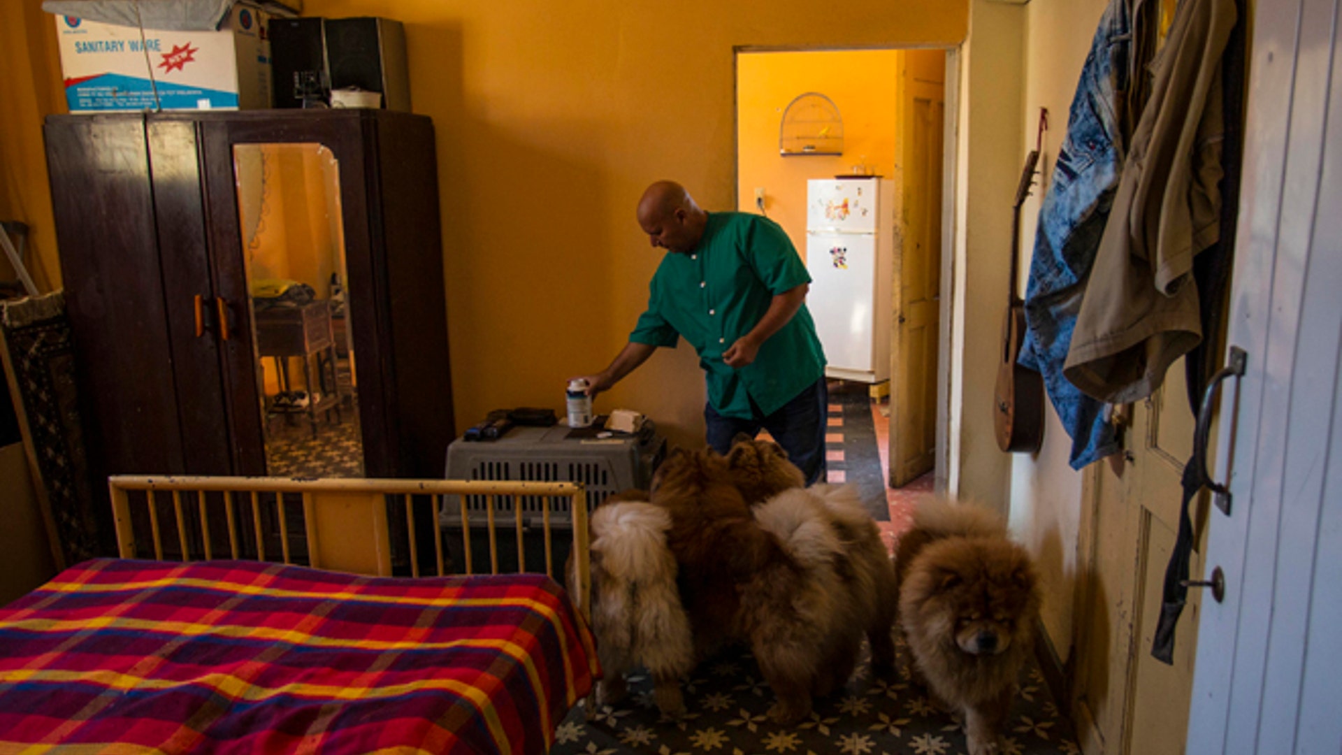 Cuba_Pampered_Dogs_Garc_1_