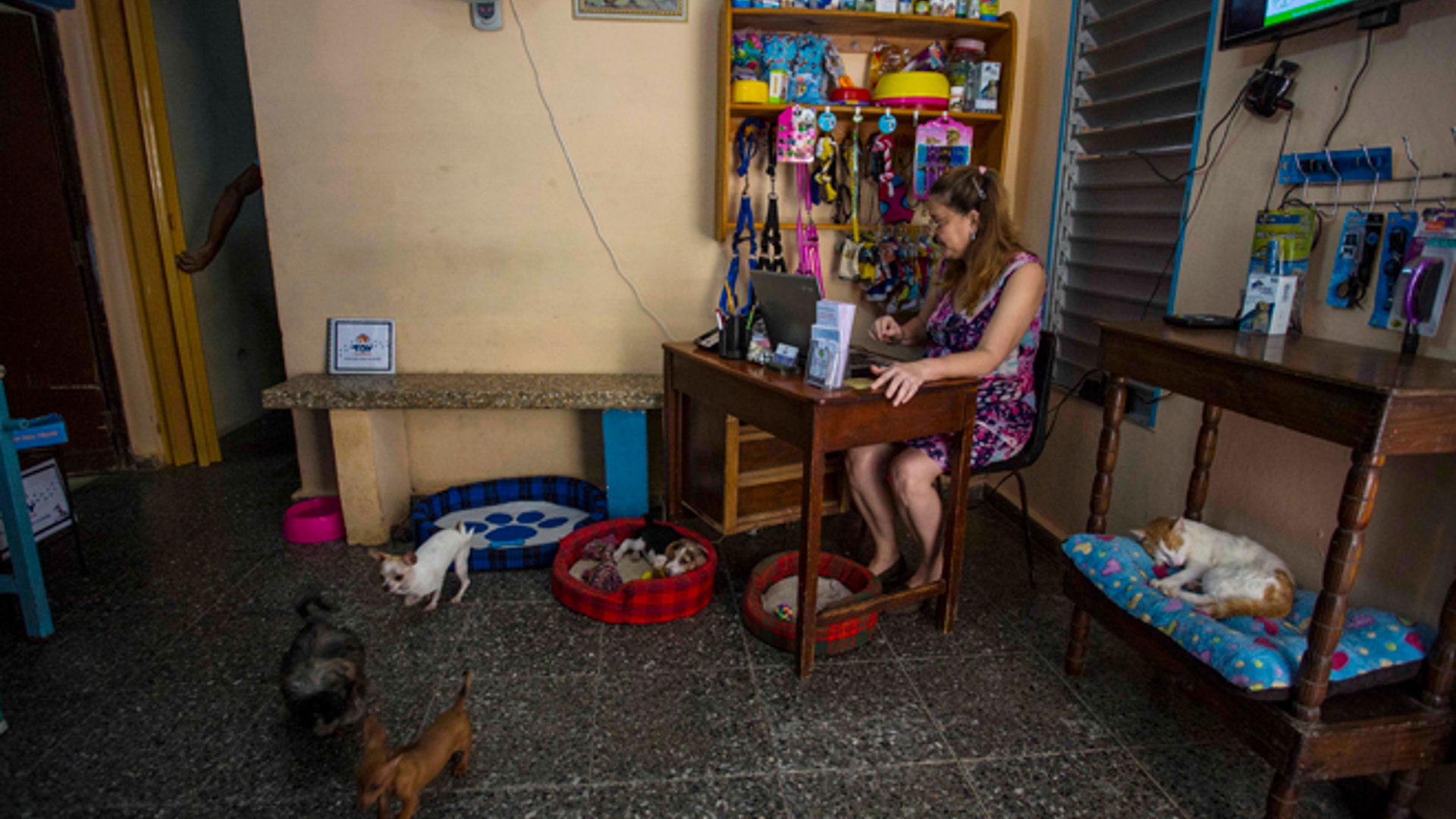 Cuba_Pampered_Dogs_Garc_5_